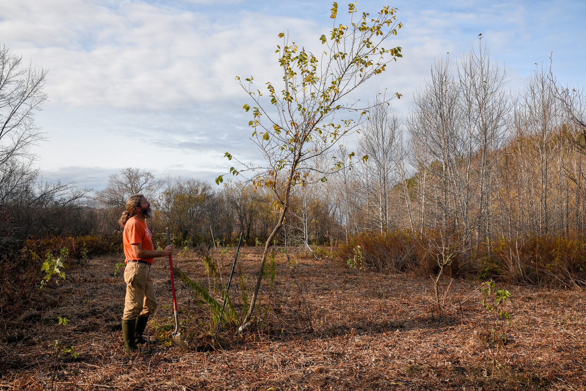 A man with a beard and orange shirt plants a tree about twice his height in a field.