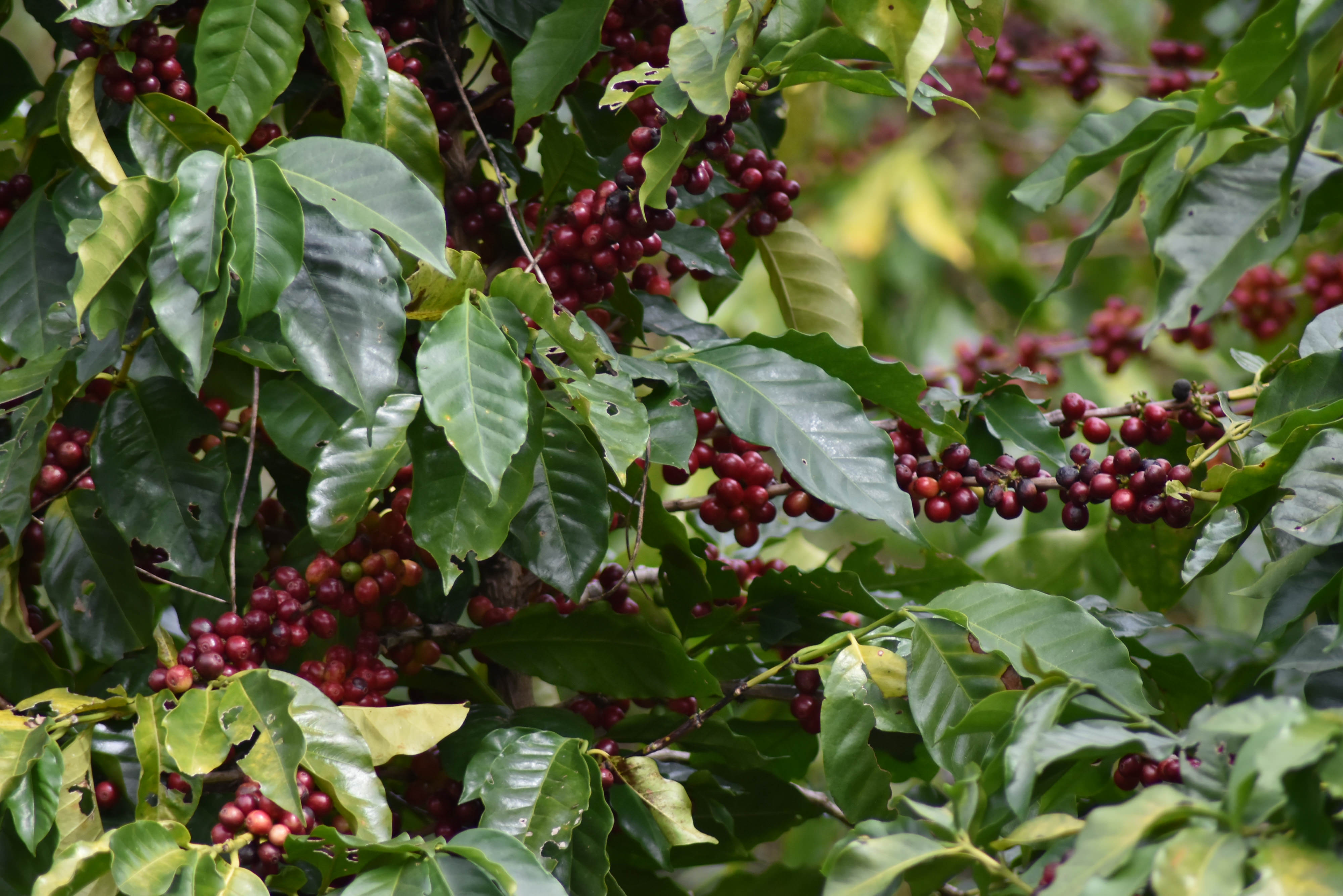 Coffee plant in El Salvador