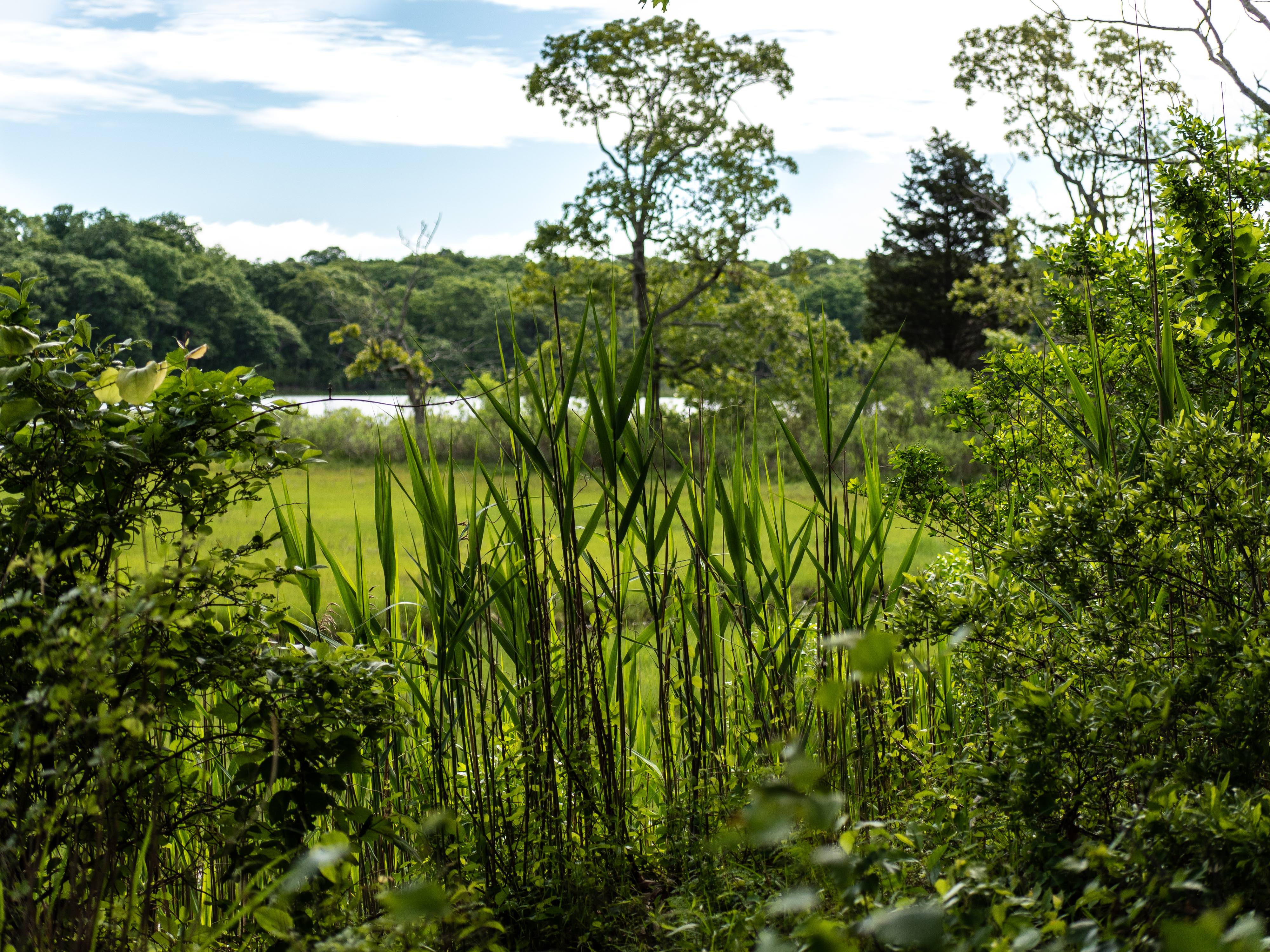 A view through green foliage and plants with a pond in the background.