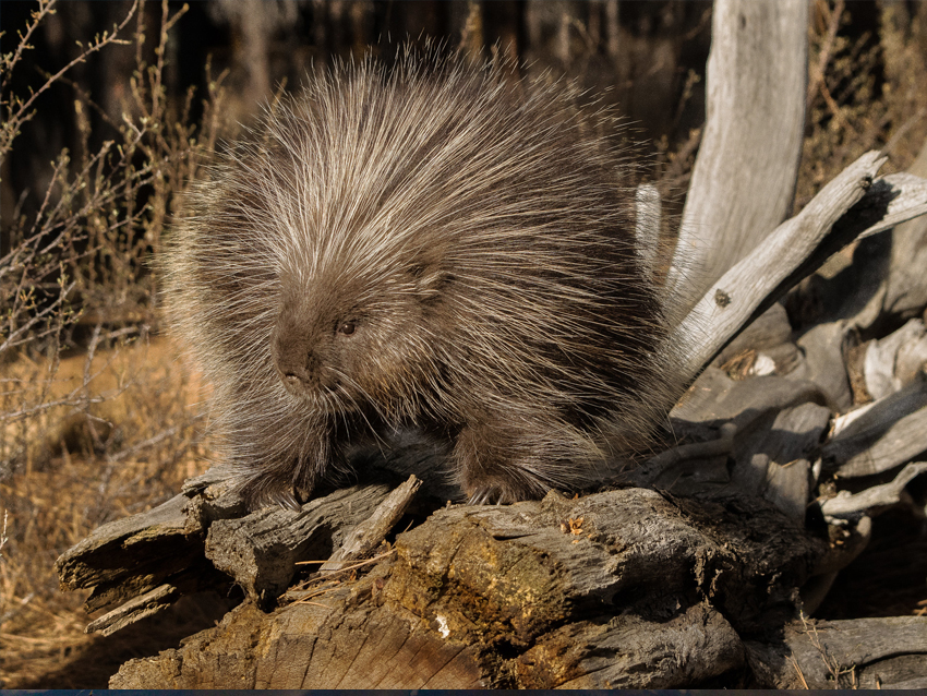 Porcupine standing on downed log.