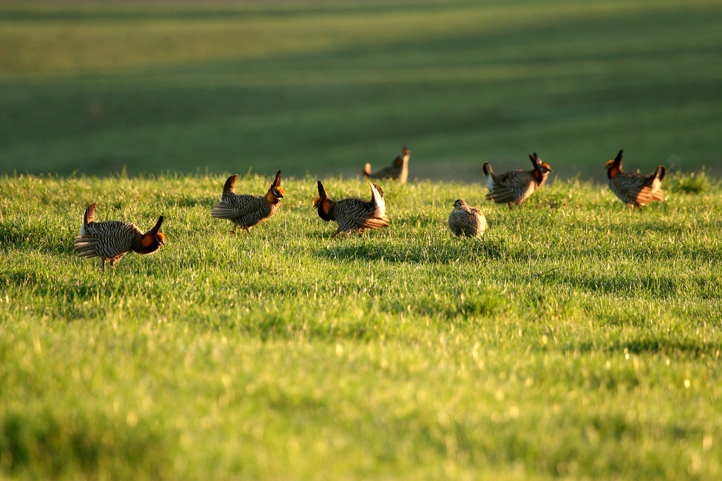 A group of prairie chickens gather in a grassy prairie field.