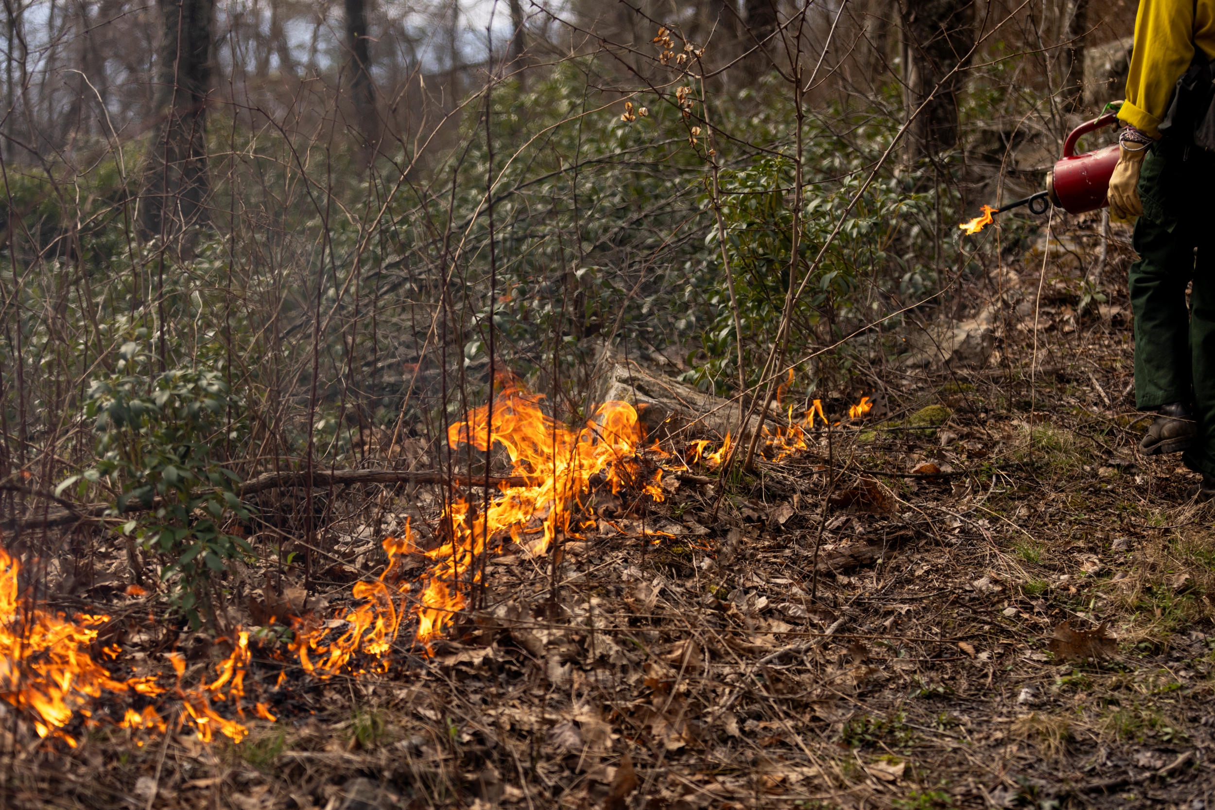 A low intensity fire moves through a forest.