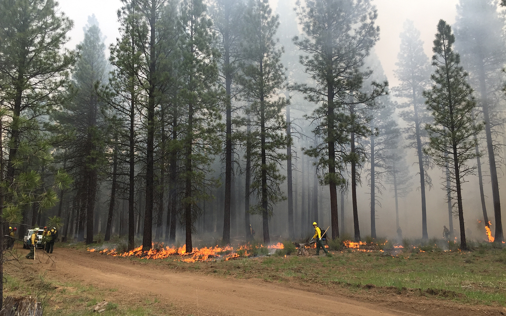 A low intensity fire burns in a forest at the base of tall pine trees. People walk through the forest monitoring the controlled burn.