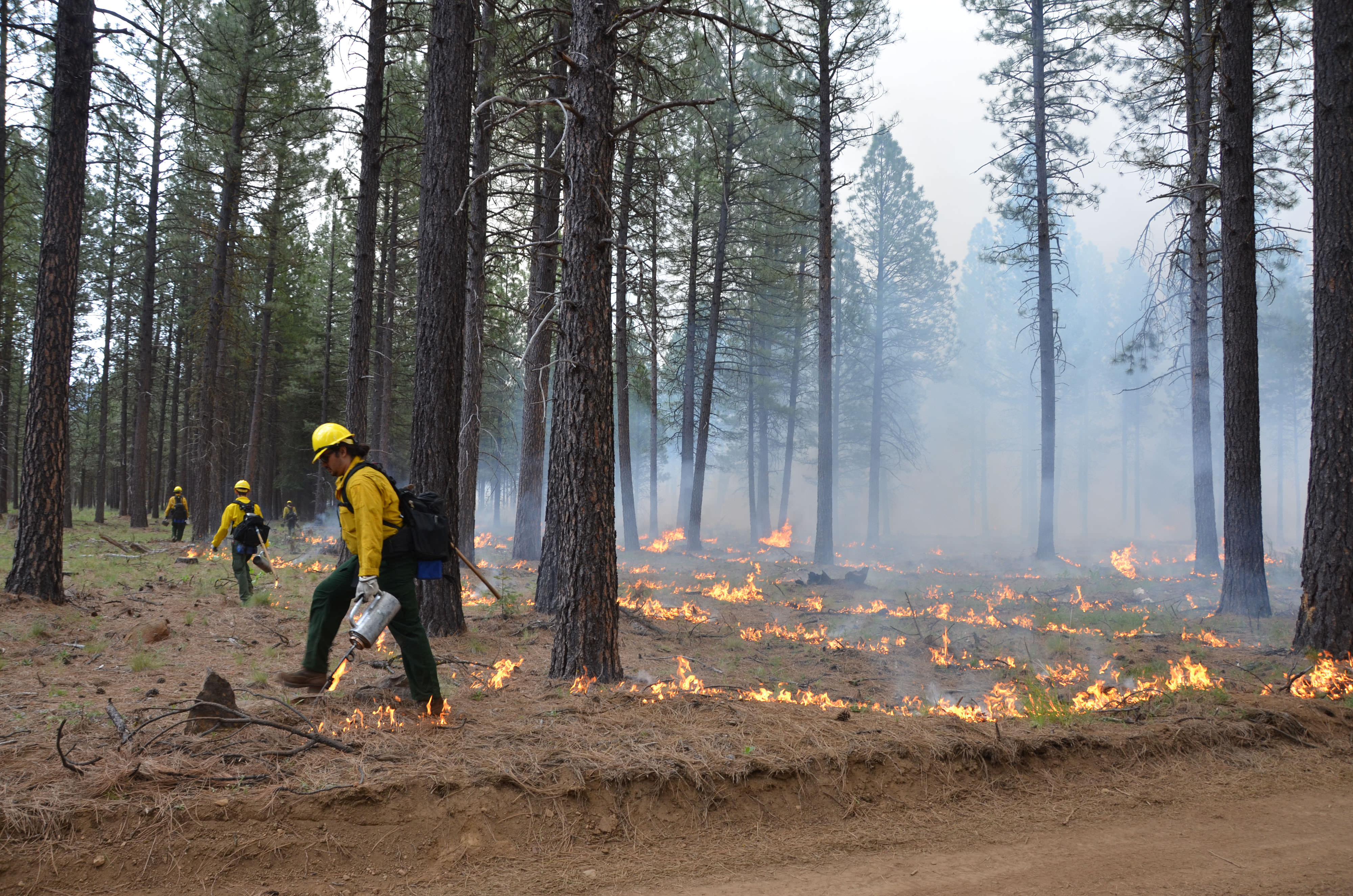Three people, each carrying drip torches, set fire lines in a forest during a controlled burn.