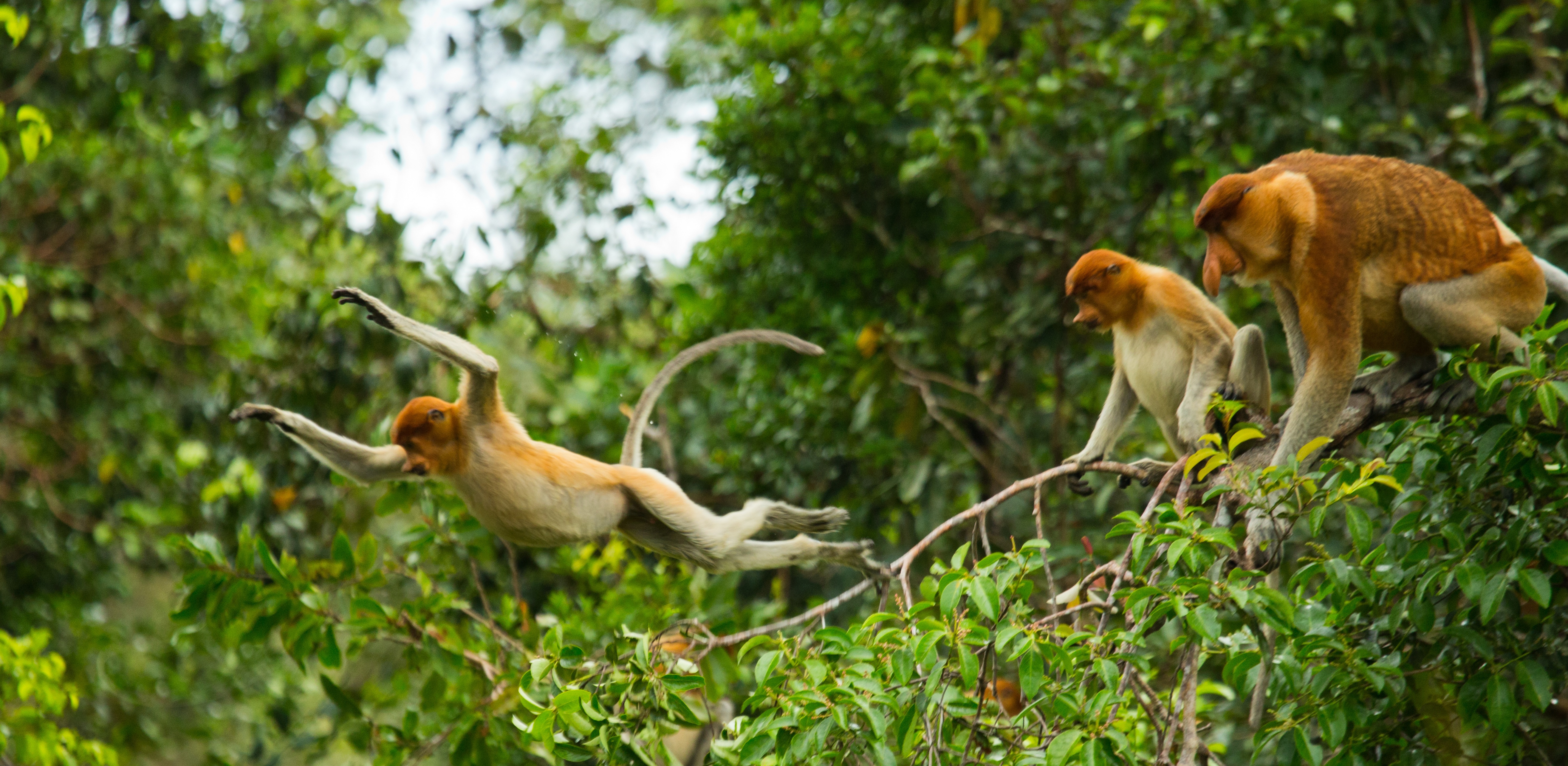 Three monkeys swinging in the tree.