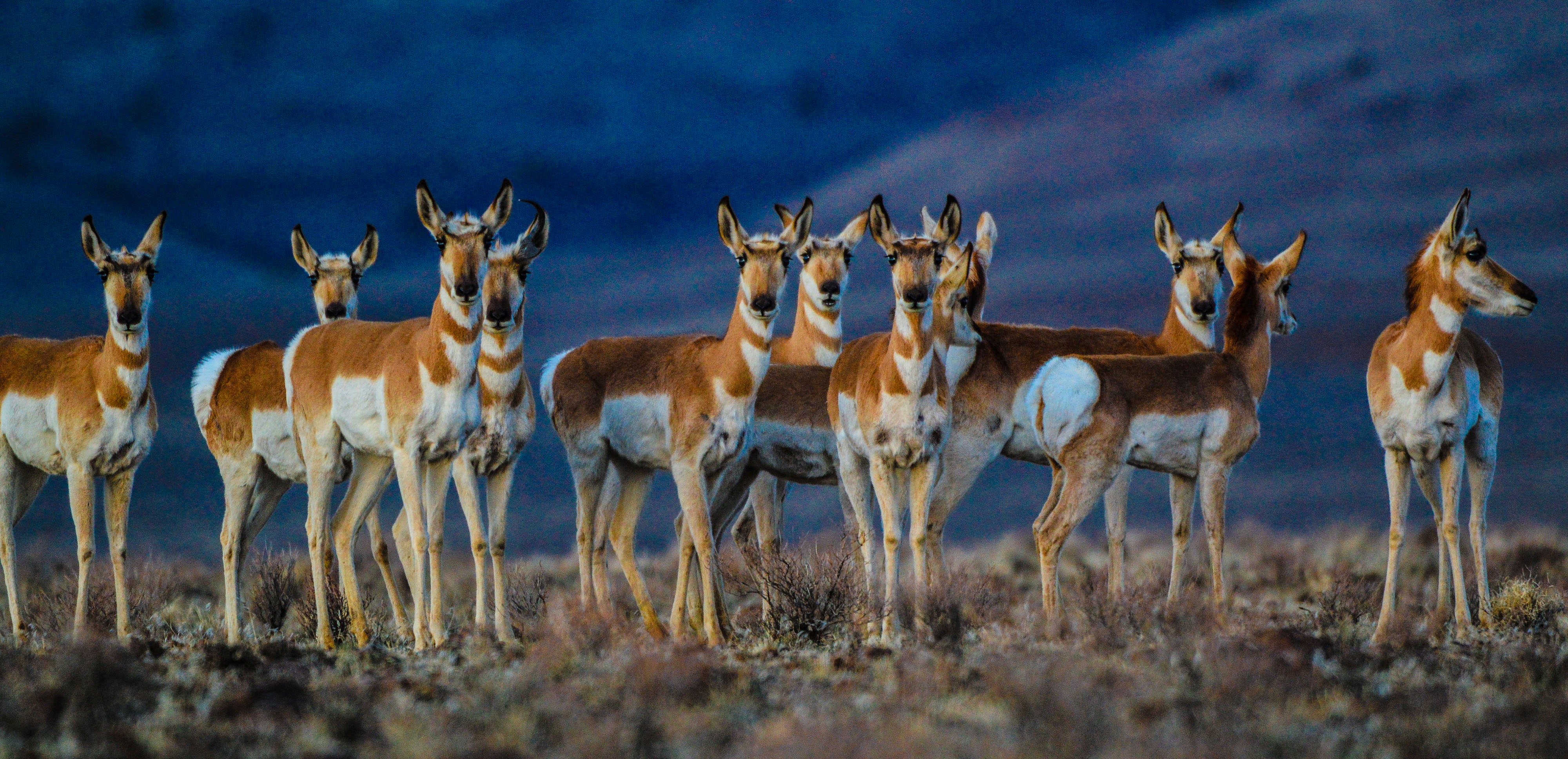 Group of ten pronghorn antelope in the Mojave Desert looking forward.