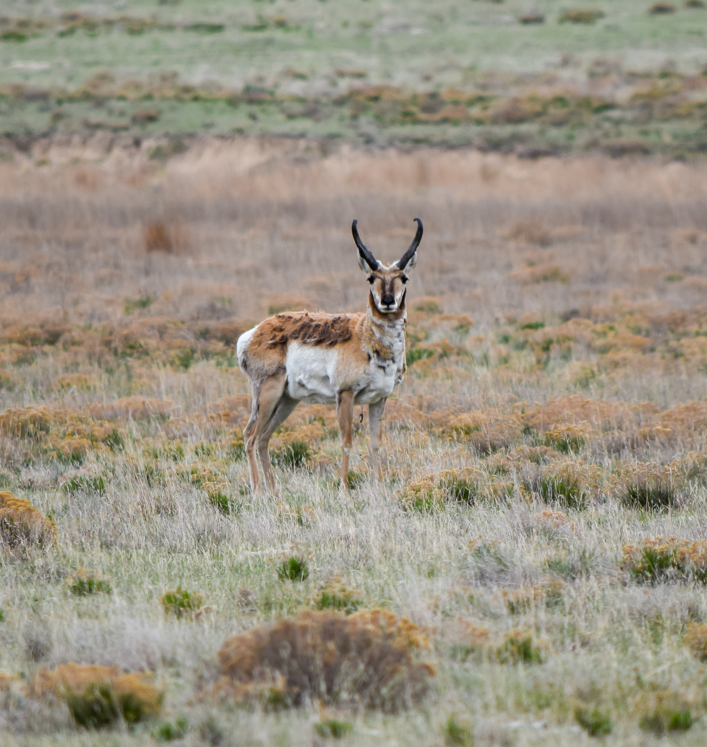 A pronghorn standing in a grass field looking at the camera.