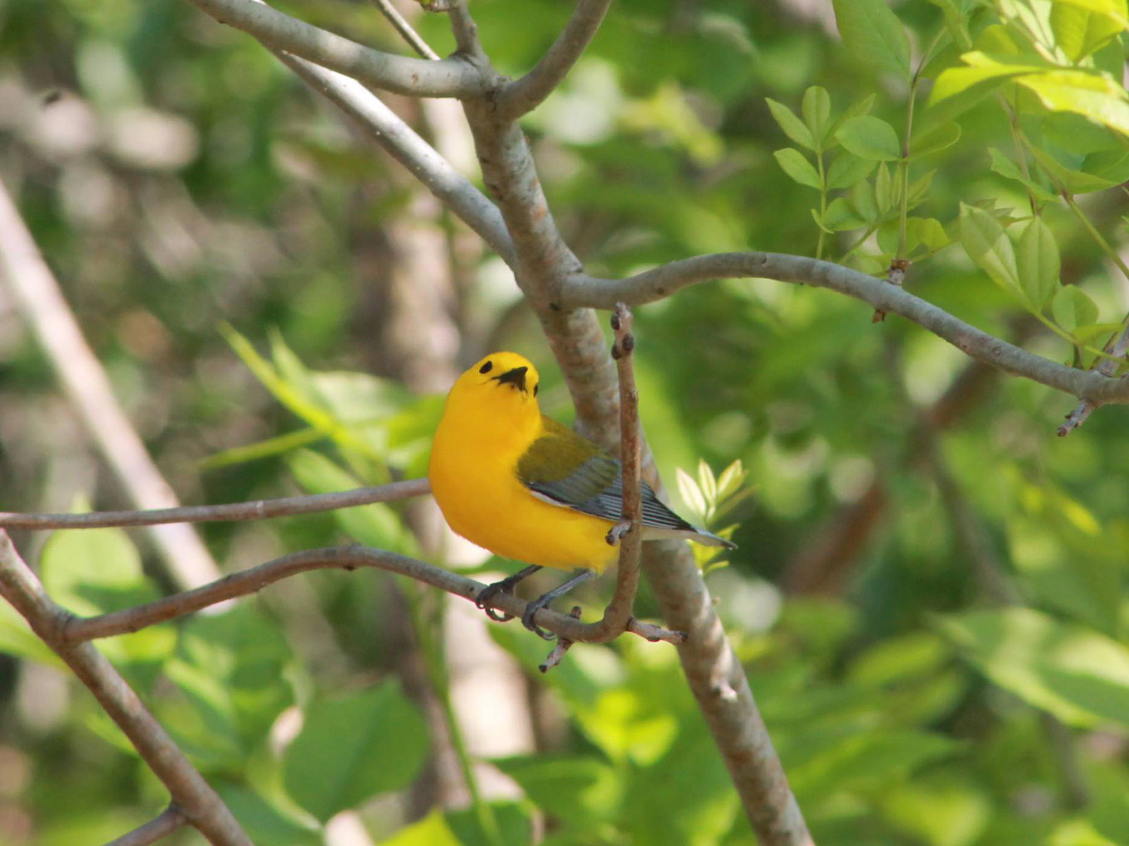 A bright yellow songbird with gray and black wings perches on a tree branch.