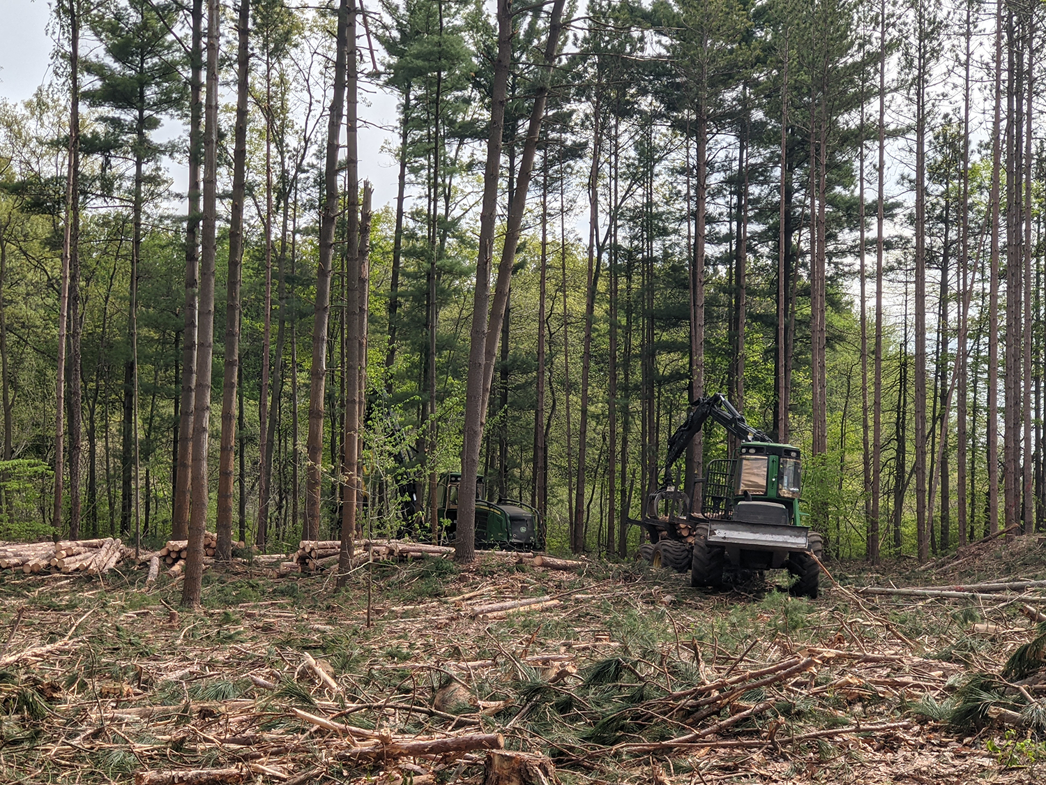 A large piece of equipment removes trees from a forest clearing.