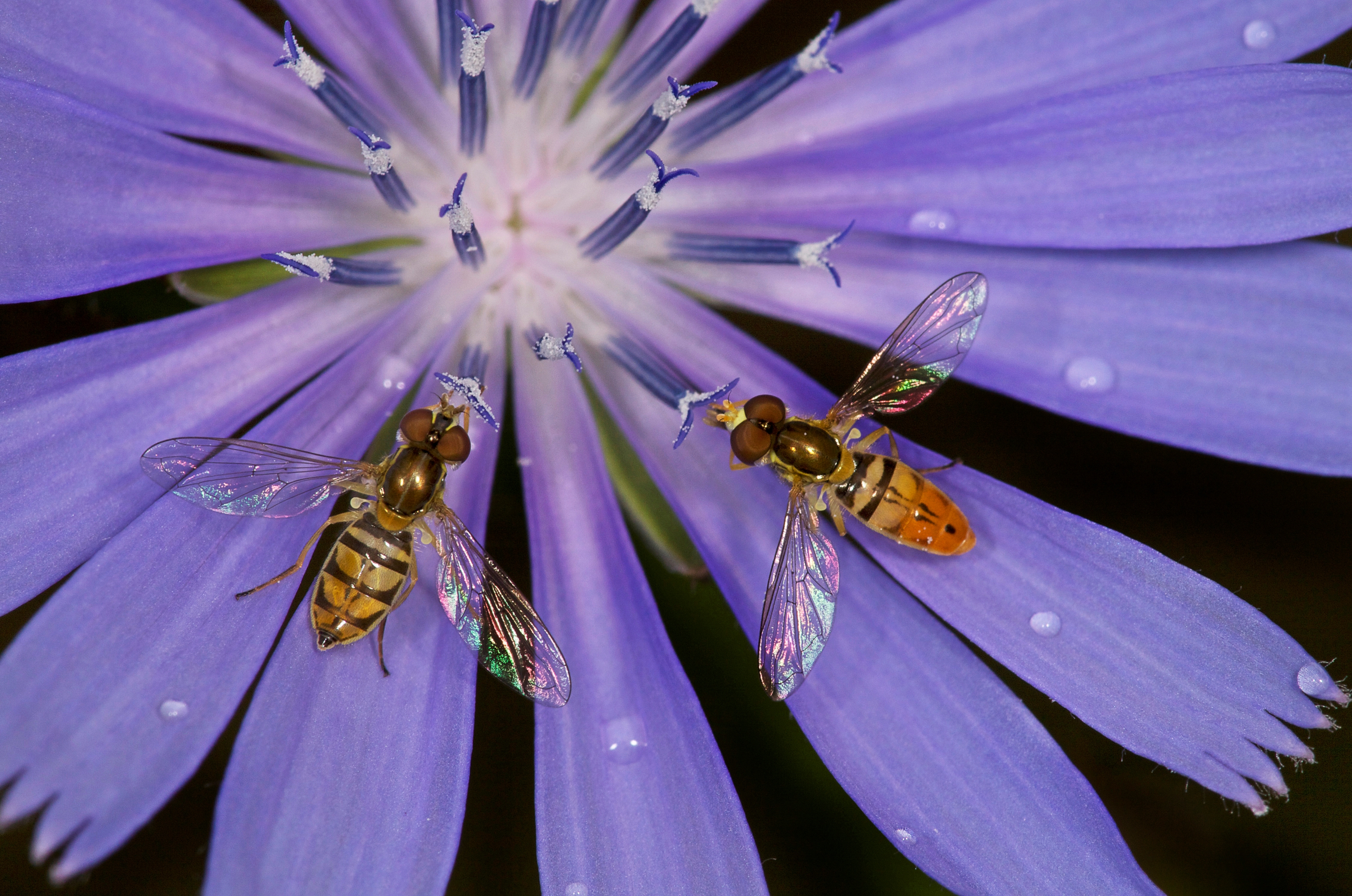 A hoverfly on a flower.