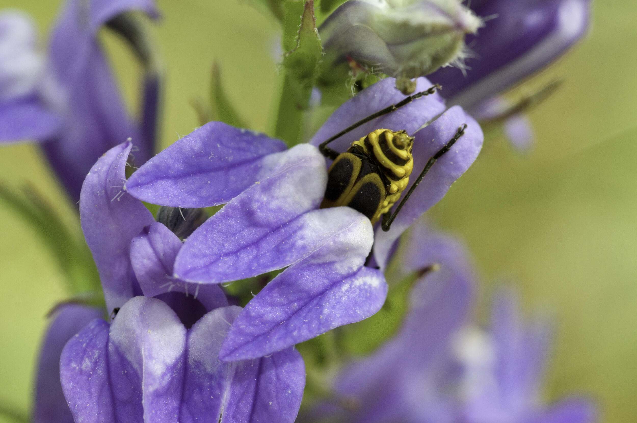 A Lady Beetle sitting on a flower.