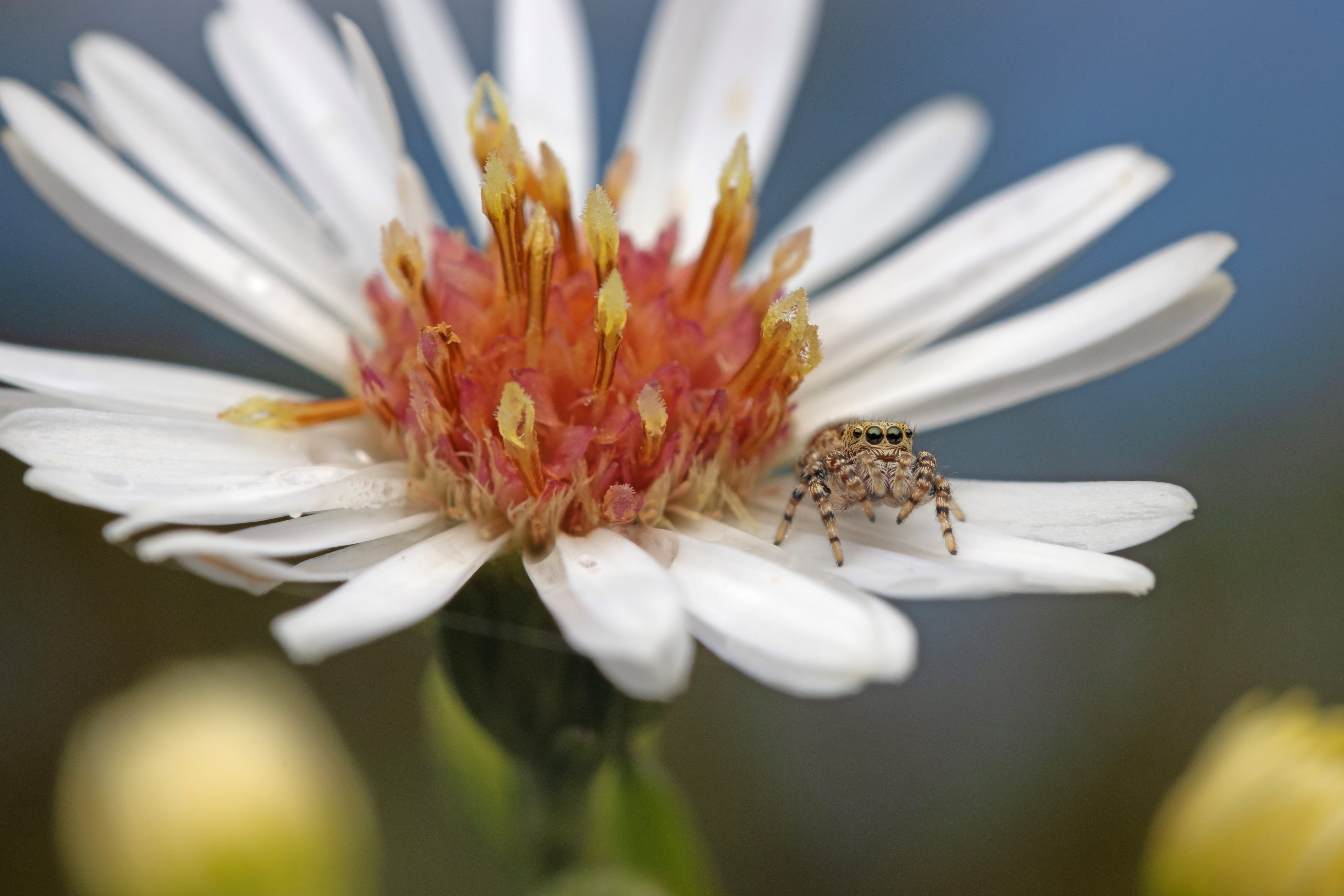 A peppered jumping spider on a flower.