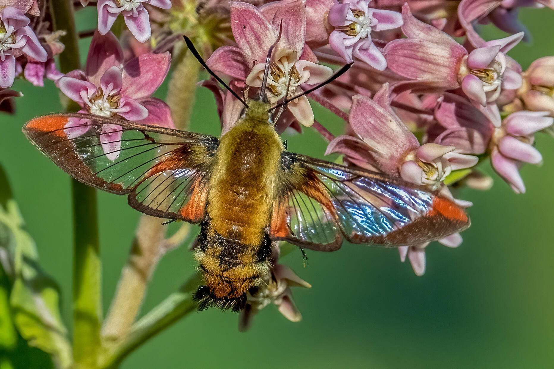 Snowberry Clearwing moth at a pink flowering plant.