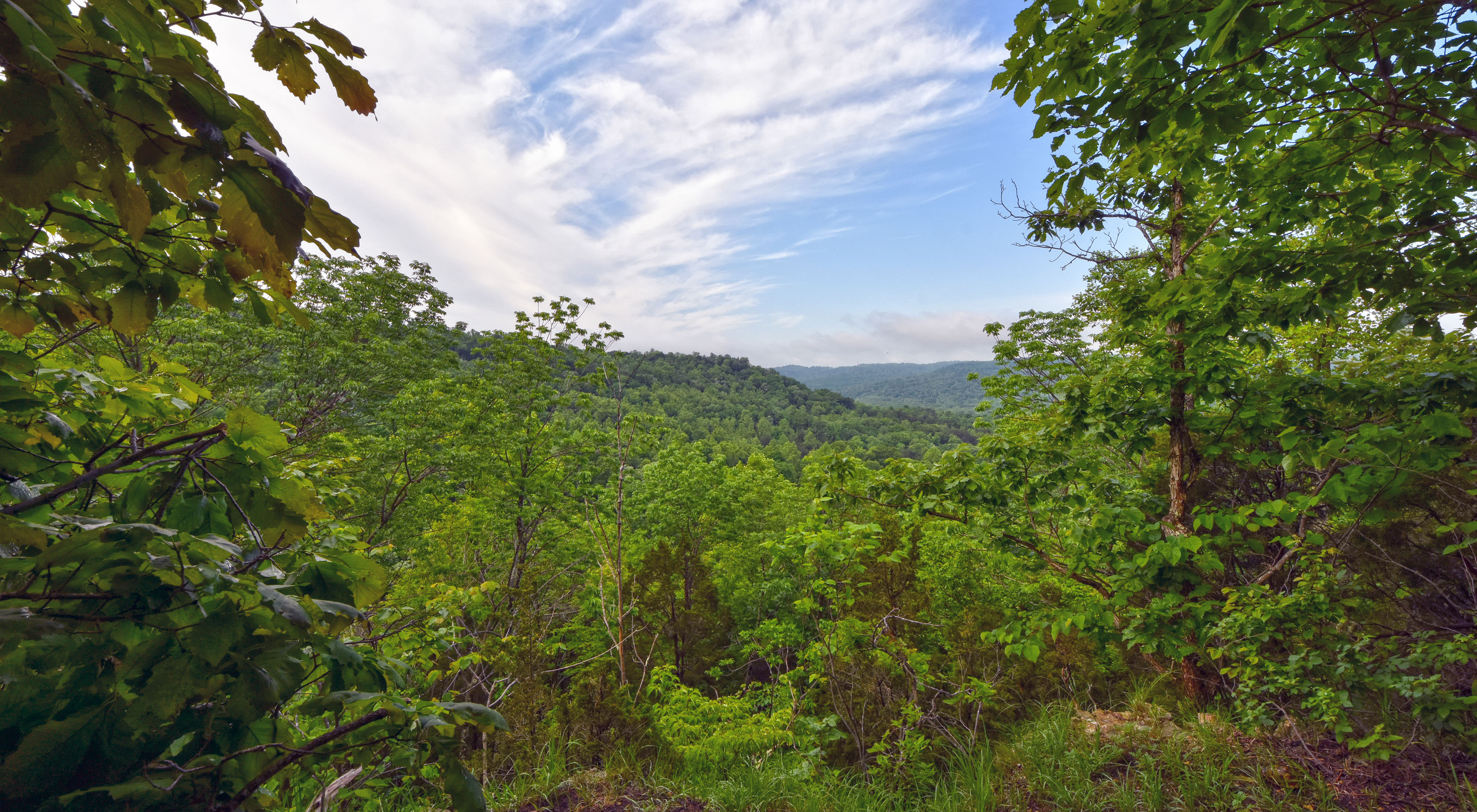 Forest at Edge of Appalachia Preserve.