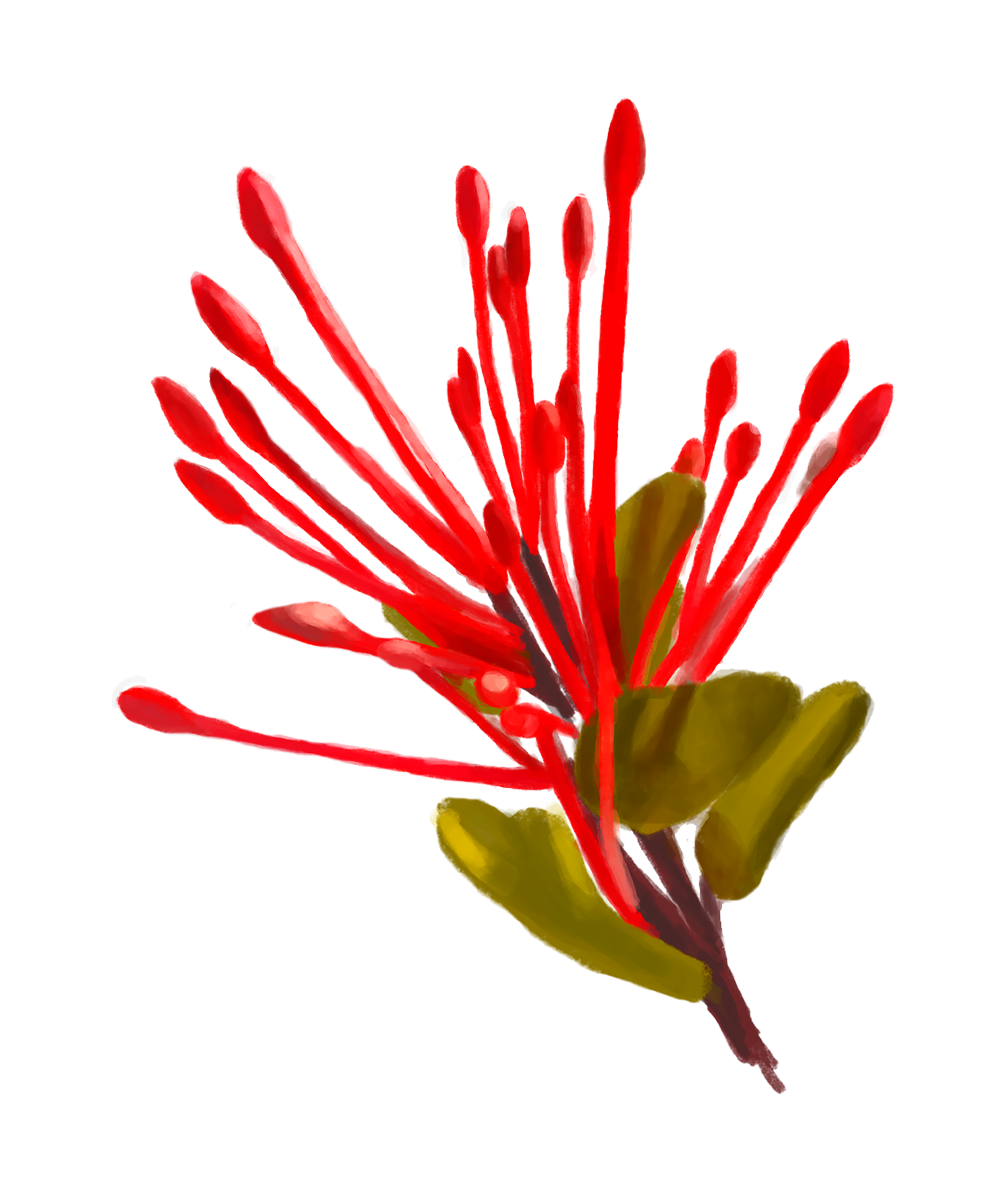 Plant with spikey burst of red stem-like petals.