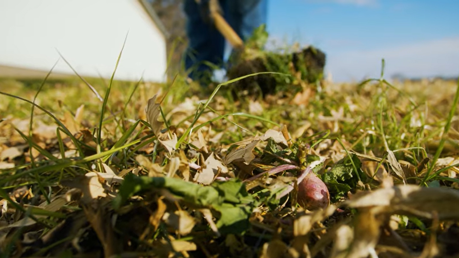 Closeup of a farm field planted with cover crops, with a shovel turning over healthy soil in the background.