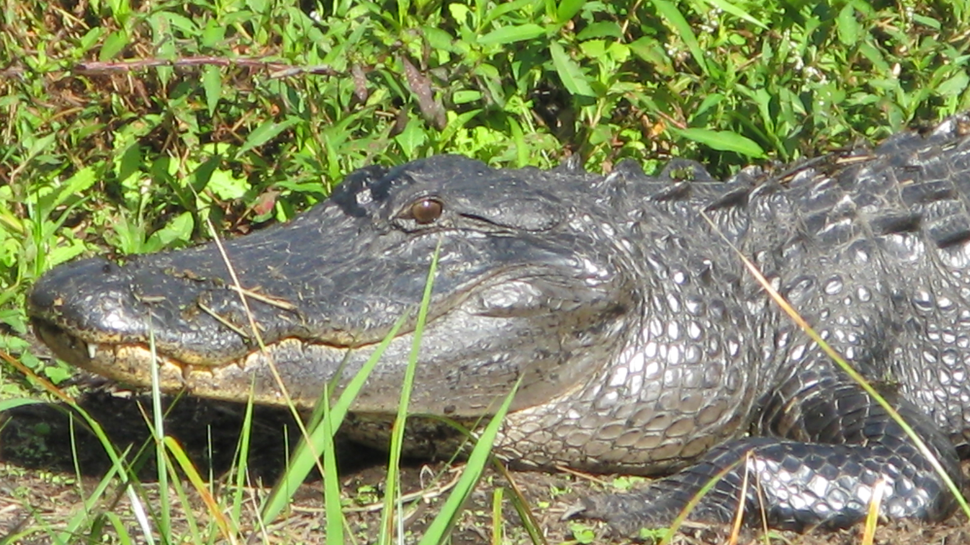 Closeup of an alligator's head.