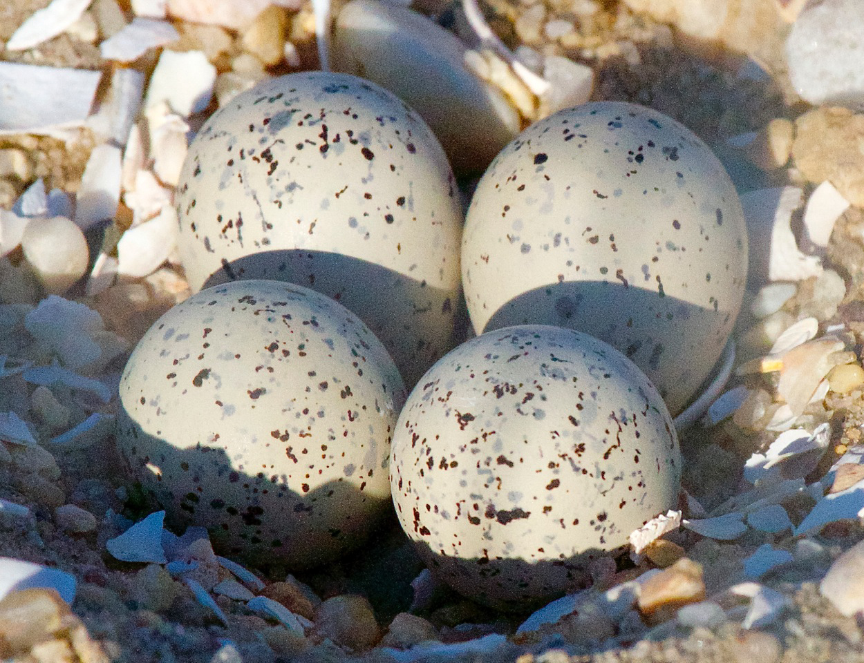 Four small speckled white eggs in a small depression of shells and sand.