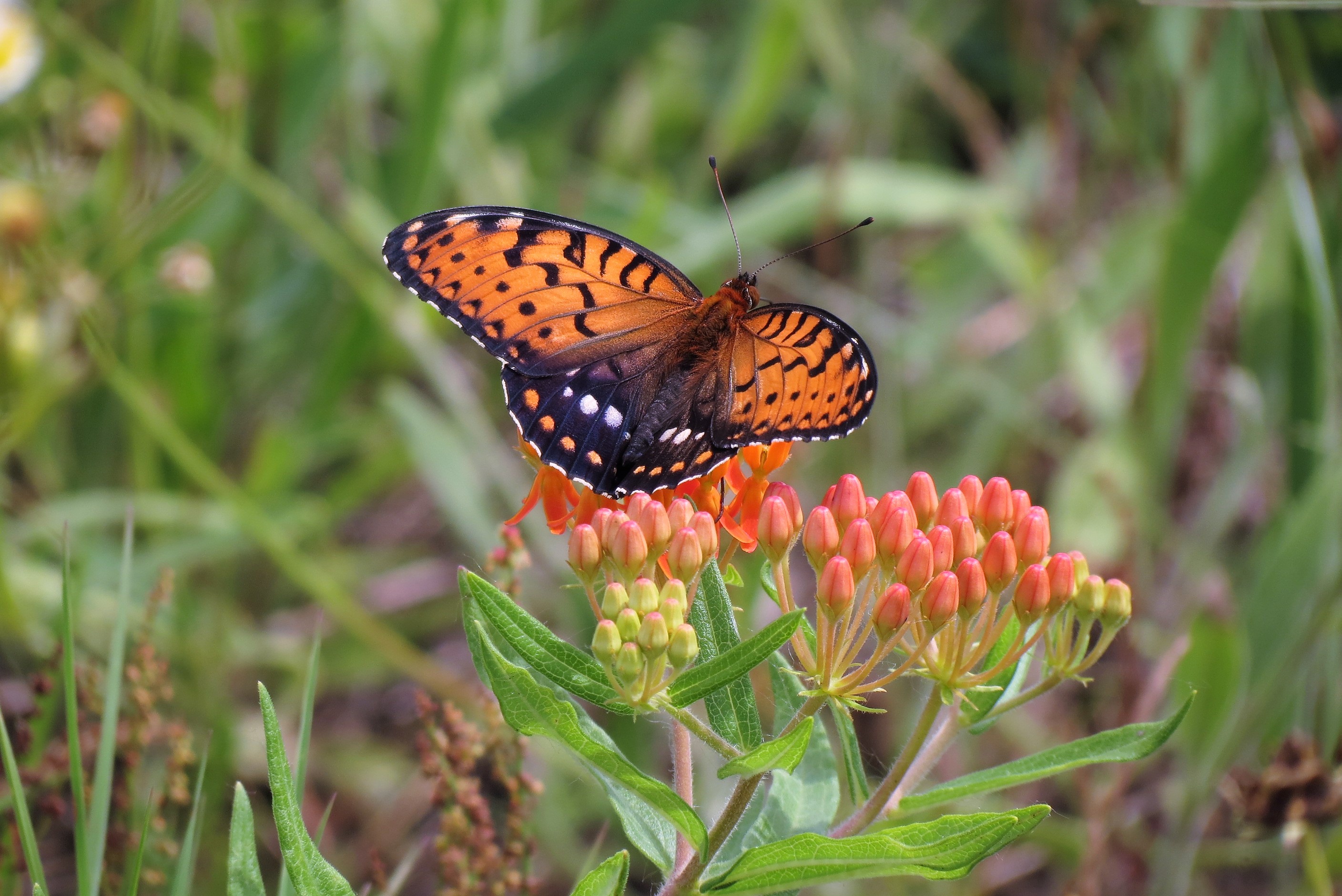 A regal fritillary butterfly sitting on a wildflower.