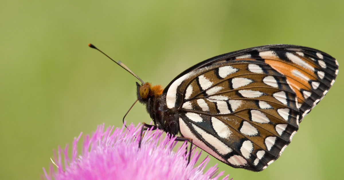 Black, white and orange butterfly with spots on wings eating nectar from a bright pink plant. 