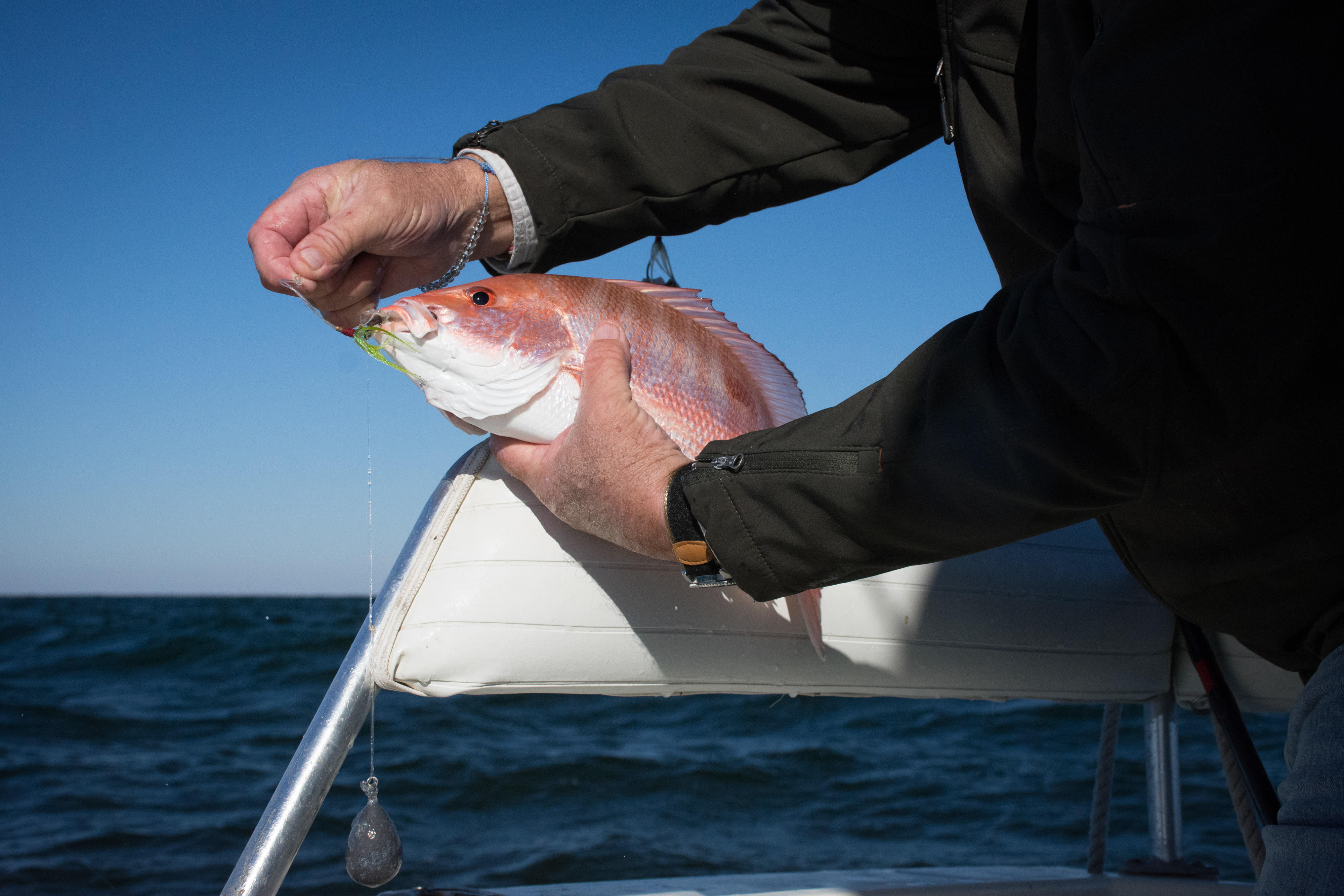 red snapper in hand