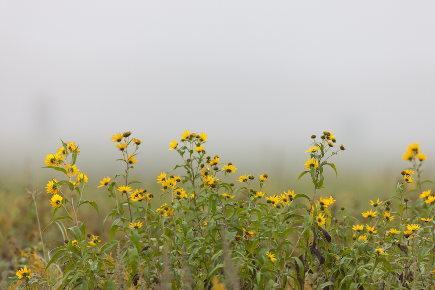 A cluster of bright yellow wildflowers grows in a large prairie.