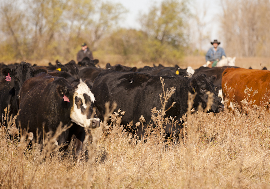 Cattle in a field.