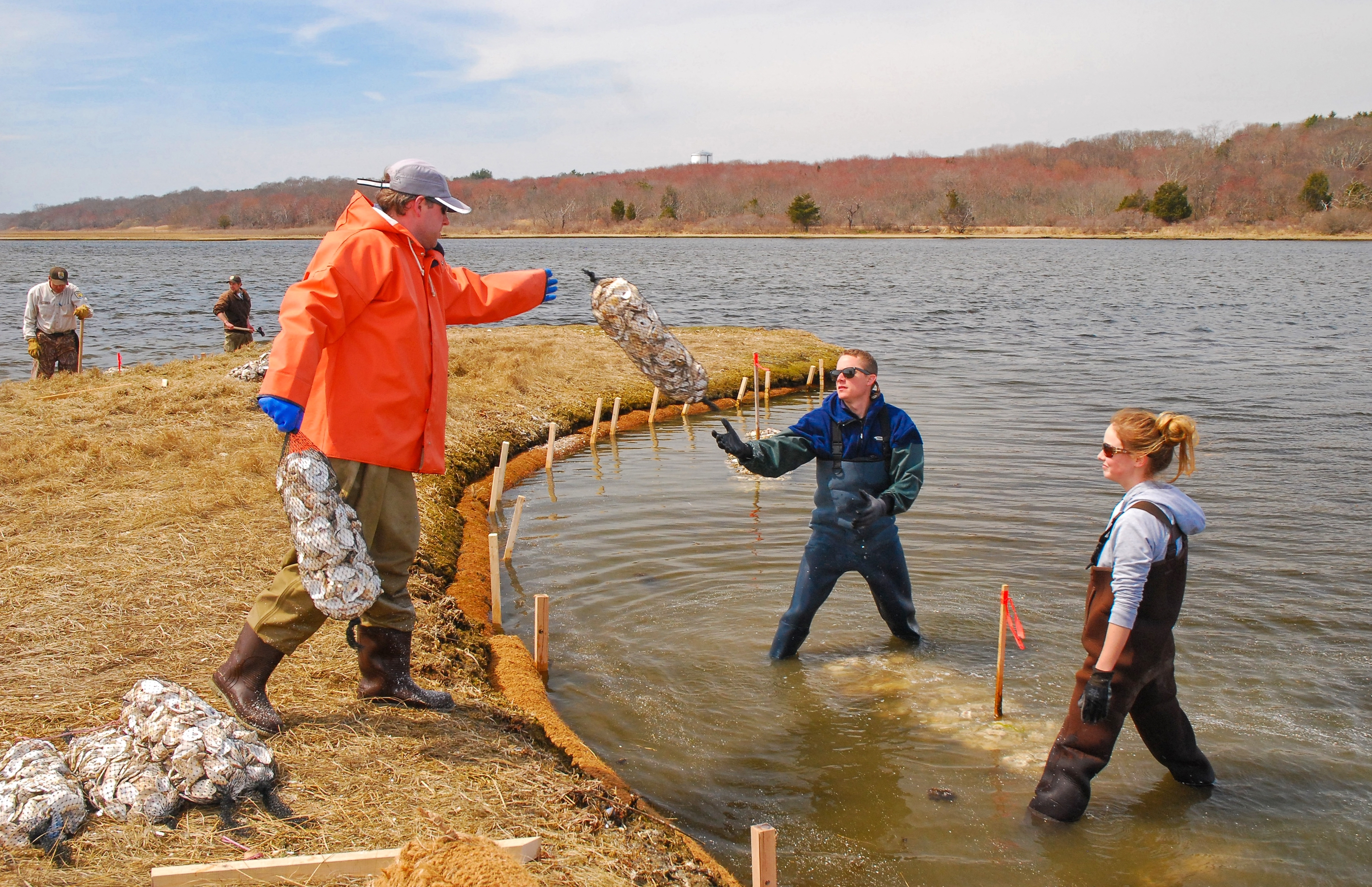 Three people work on oyster restoration. 