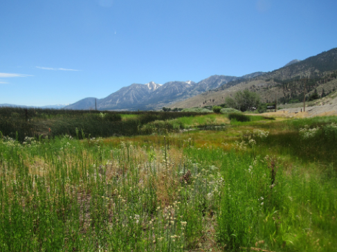 Photo of a marshland in foreground and Nevada mountains in distance.