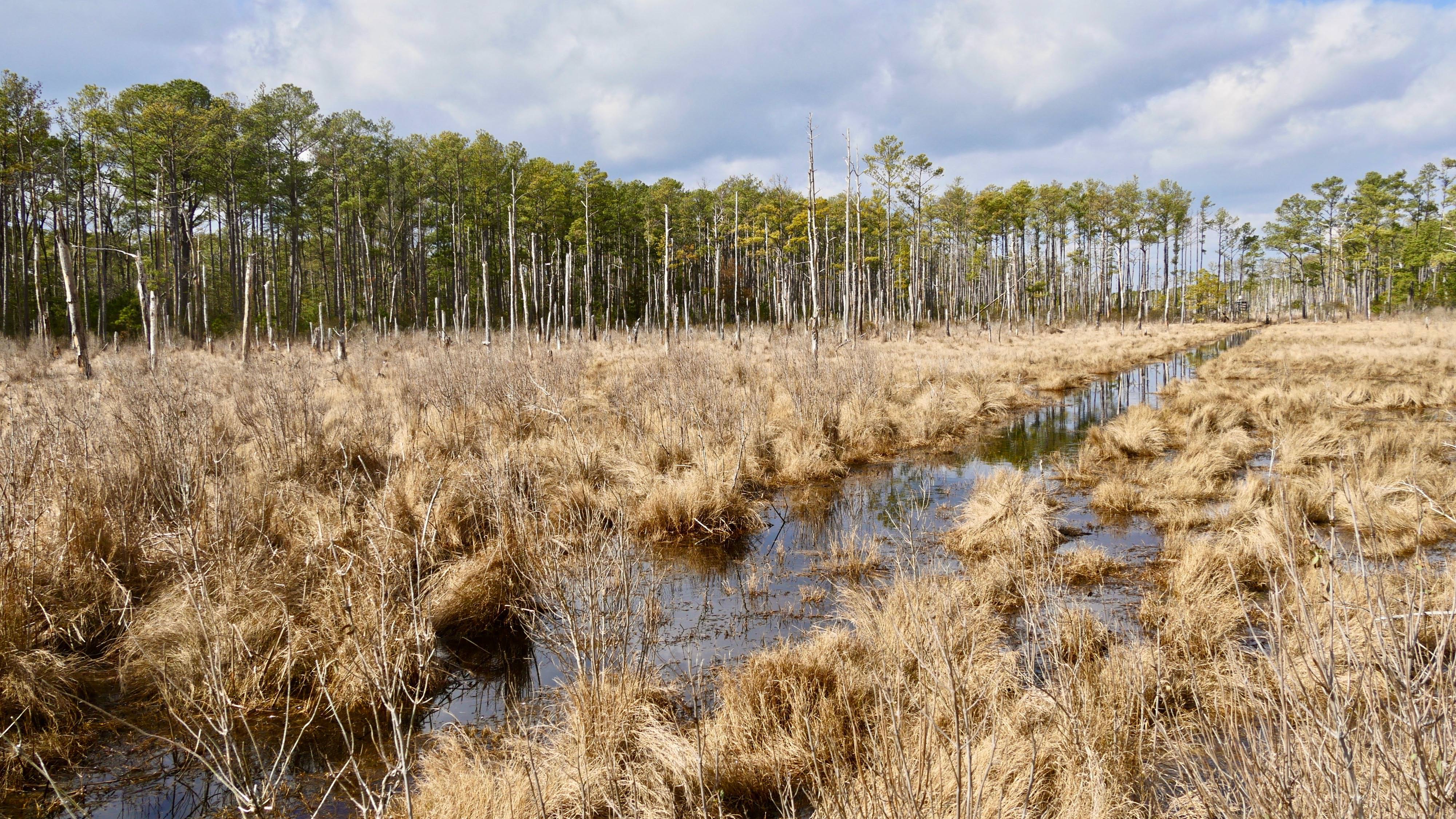 A wide channel of water runs in a straight line through yellow, dry grass. Tall pine trees line the area that is slowly converting to marsh.