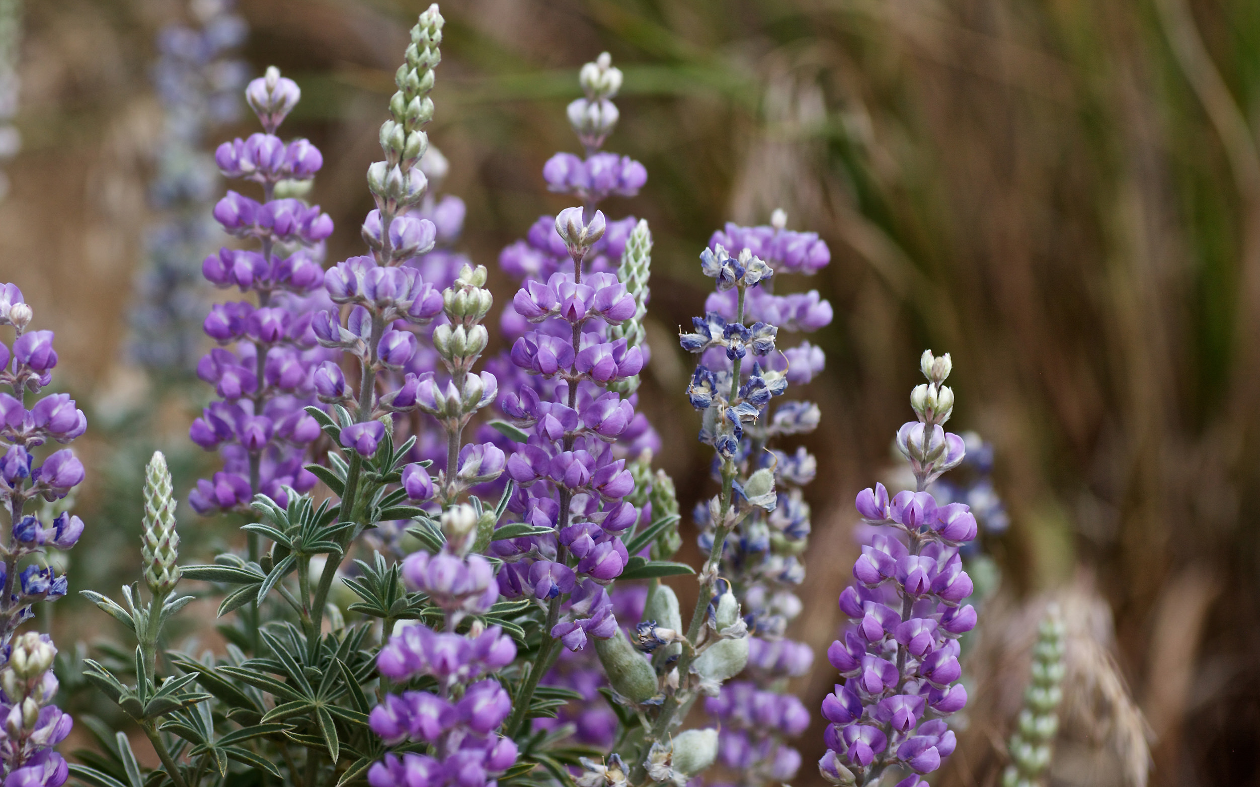 Close up of purplie lupine flowers.