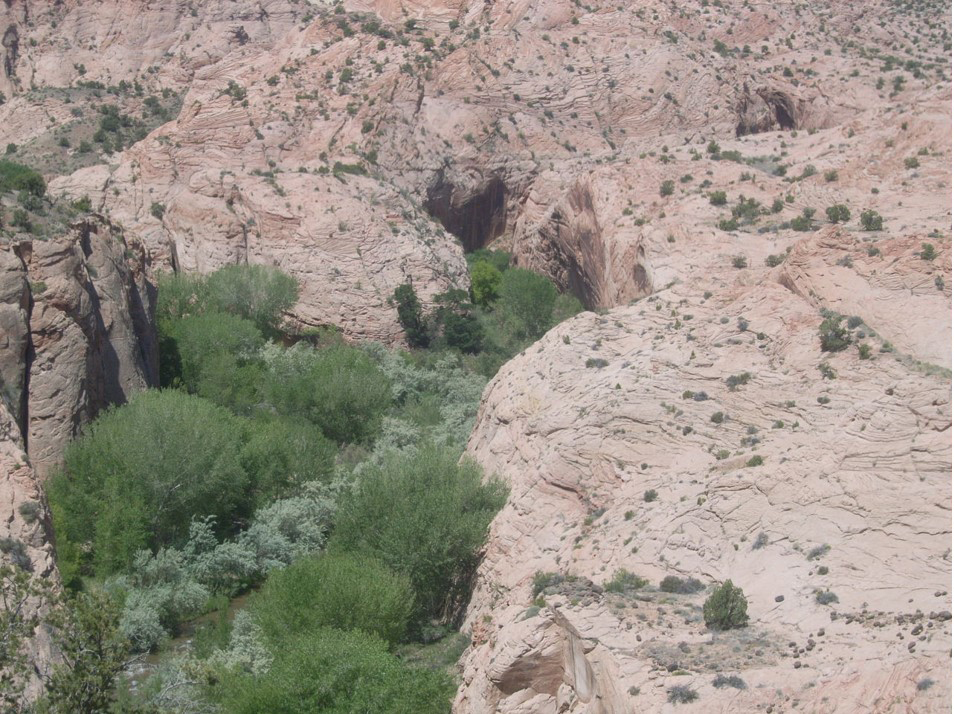 River banks lined in trees with shrubs right by water.