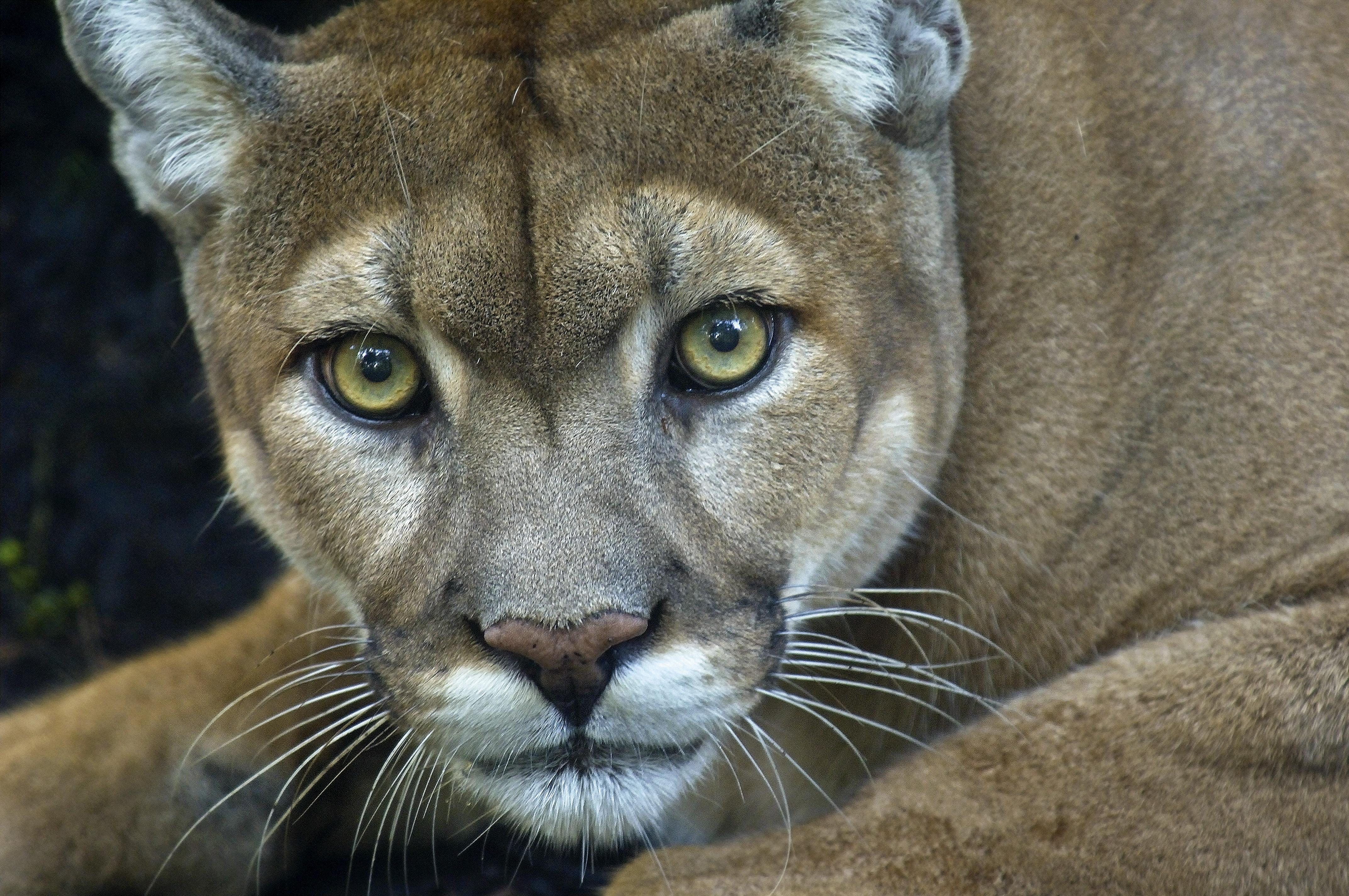 Esta especie es reconocible en todo el continente americano, desde Canadá hasta el sur de Chile y Argentina.