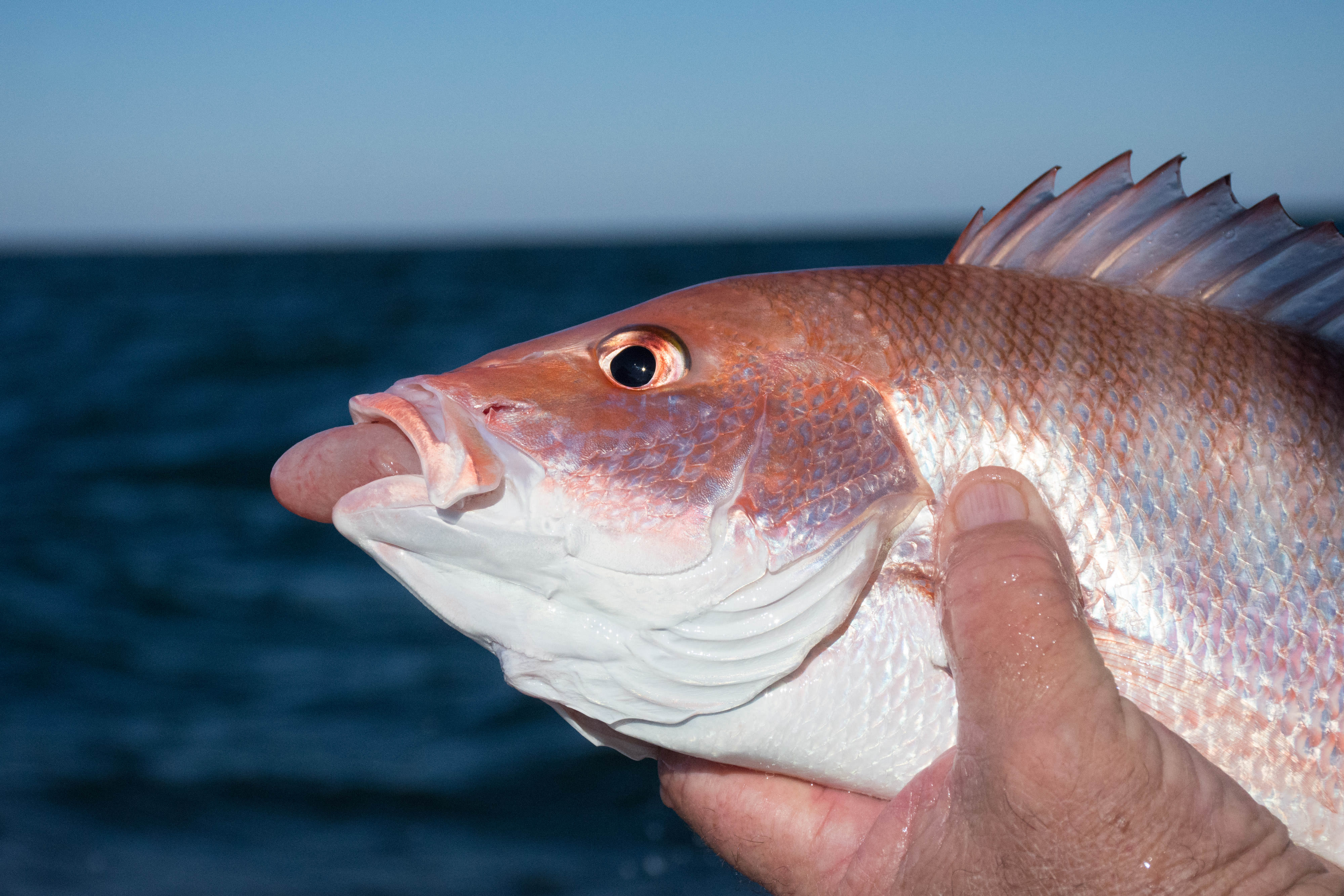 Fish bloated with its stomach protruding out of its mouth is experiencing barotrauma from being pulled up too quickly from depth. 