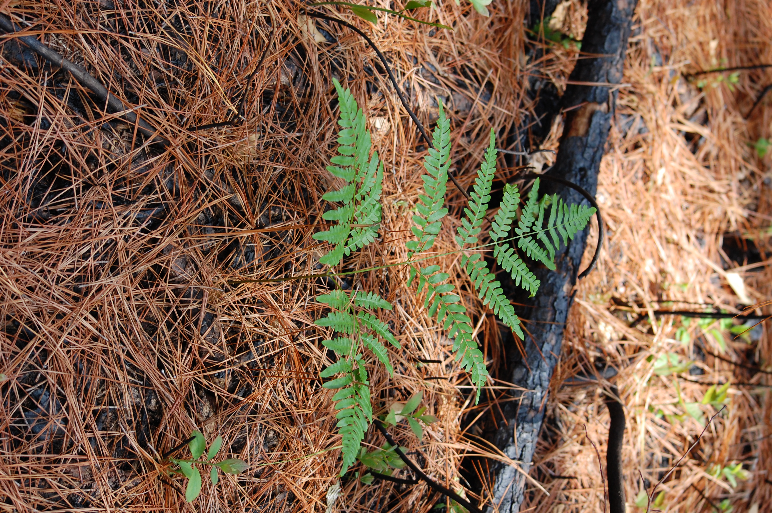 A green fern grows out of a brown and charred forest floor.