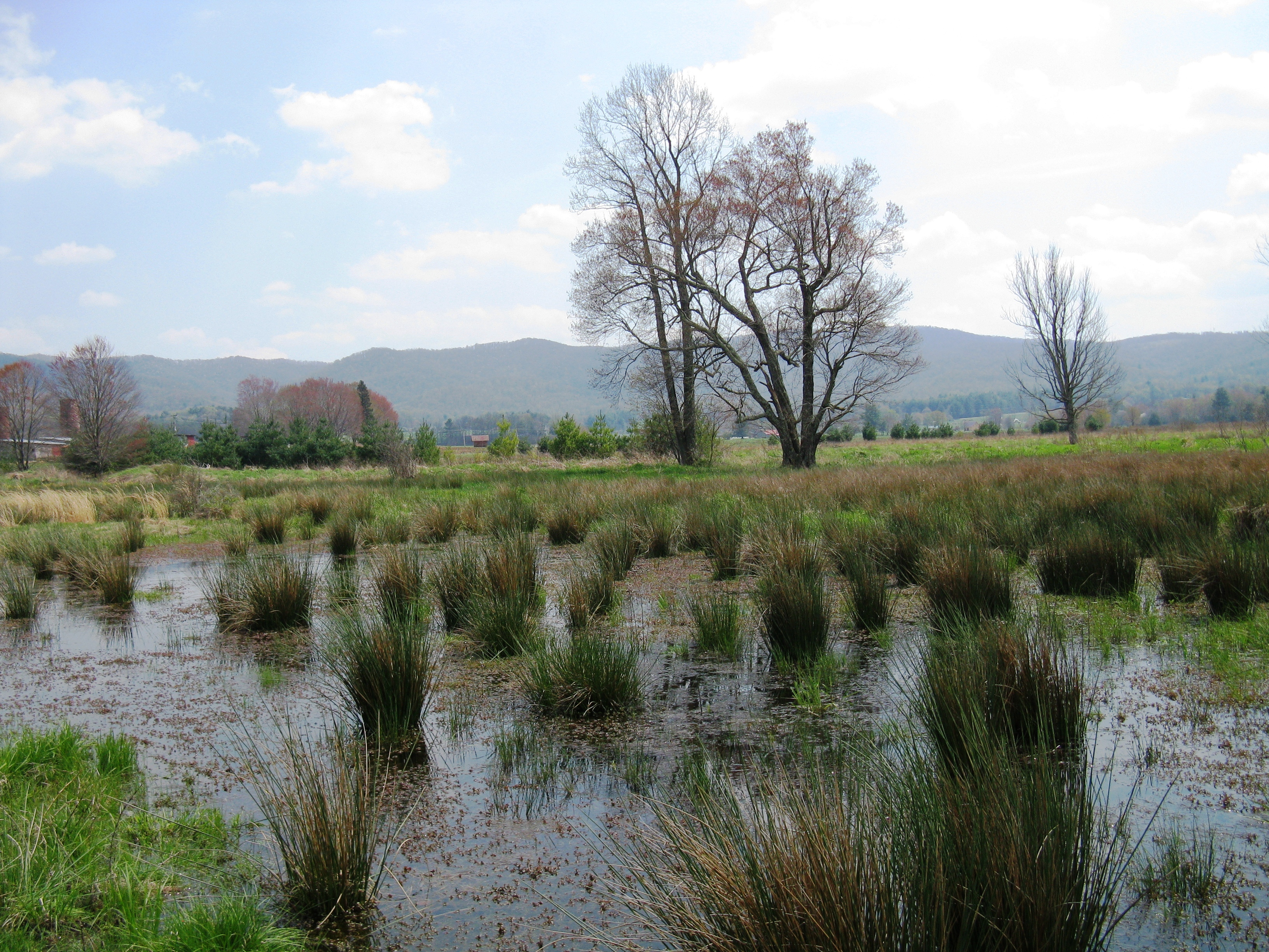 Bunches of tall grasses emerge from a shallow wetland.