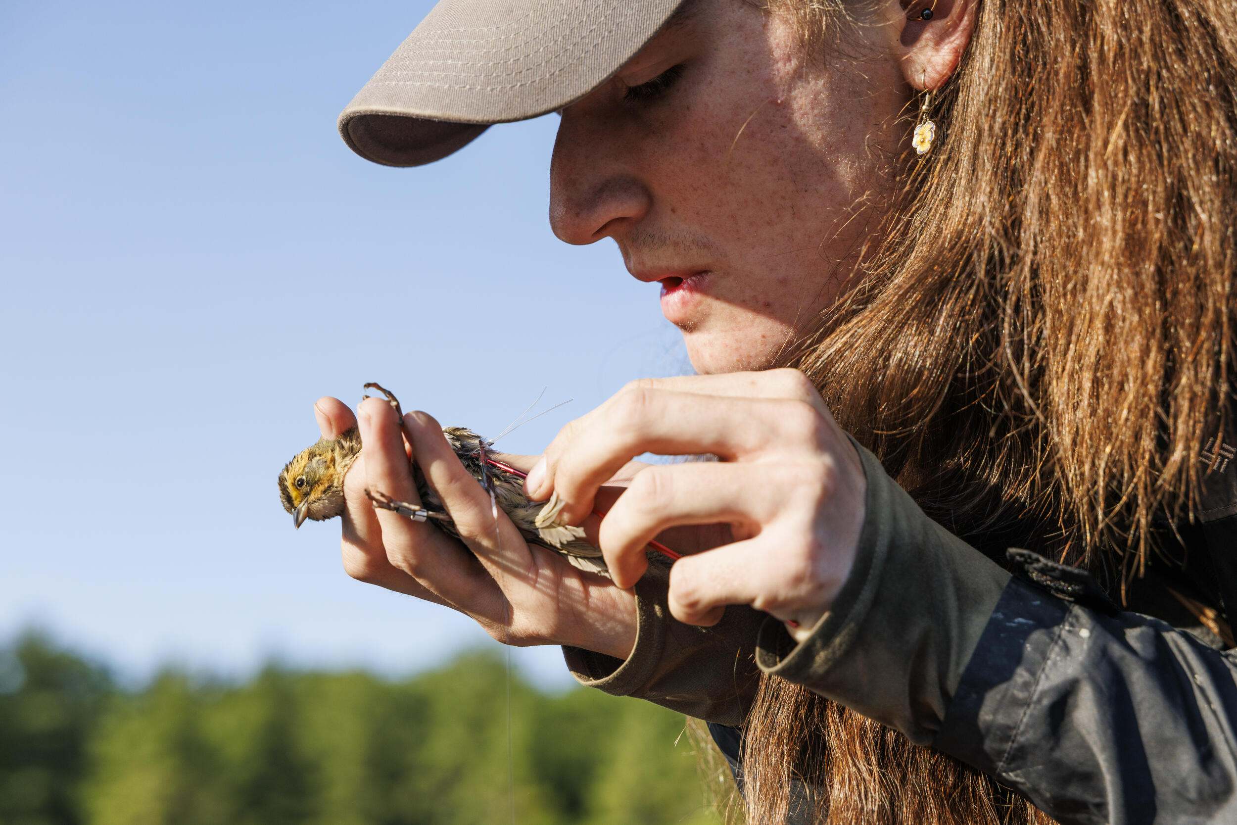 A man gently holding a small songbird.