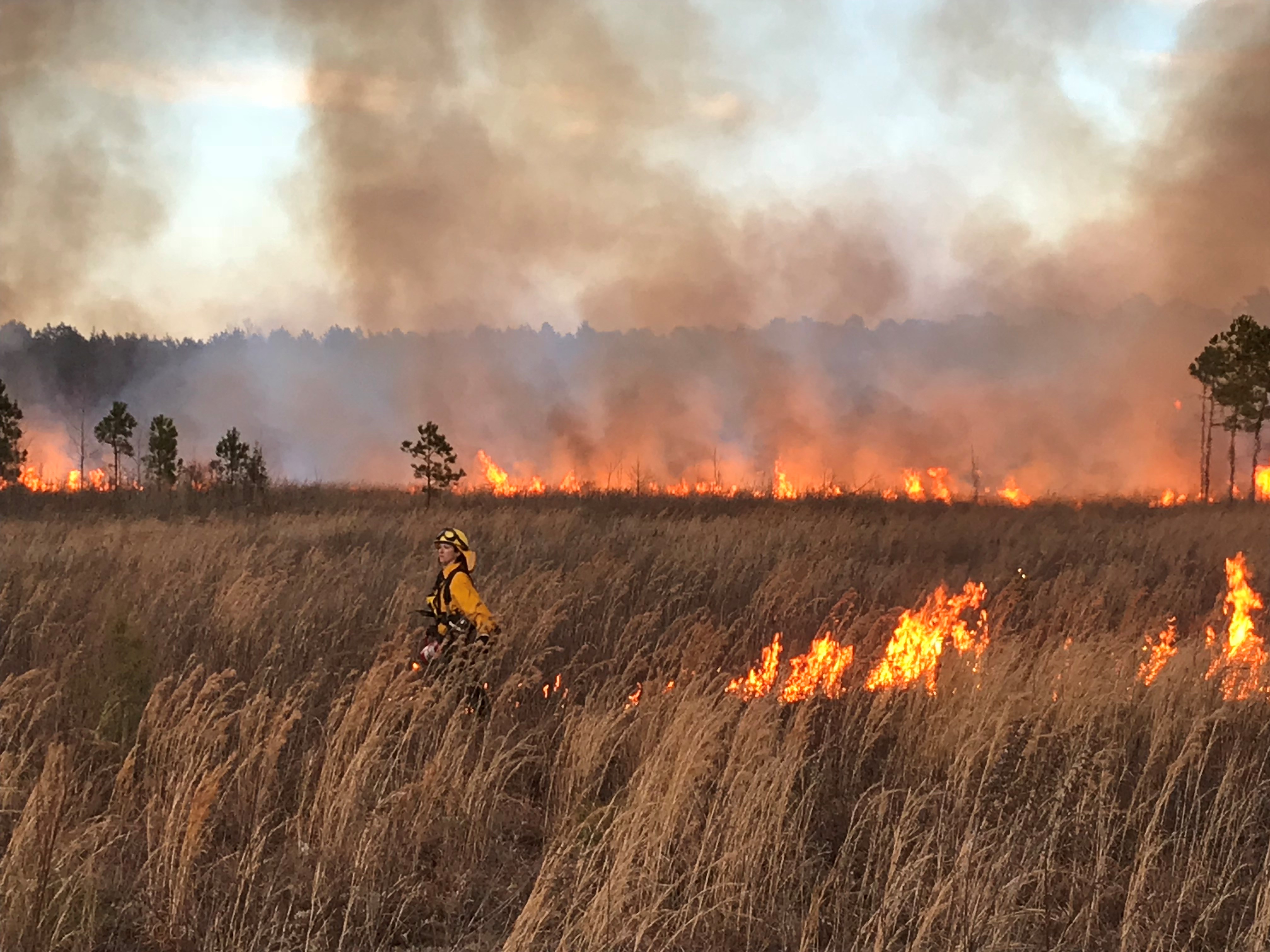 A woman wearing yellow fire retardant gear walks through a field of tall dry grass using a kerosene drip torch to start fire lines during a controlled burn.