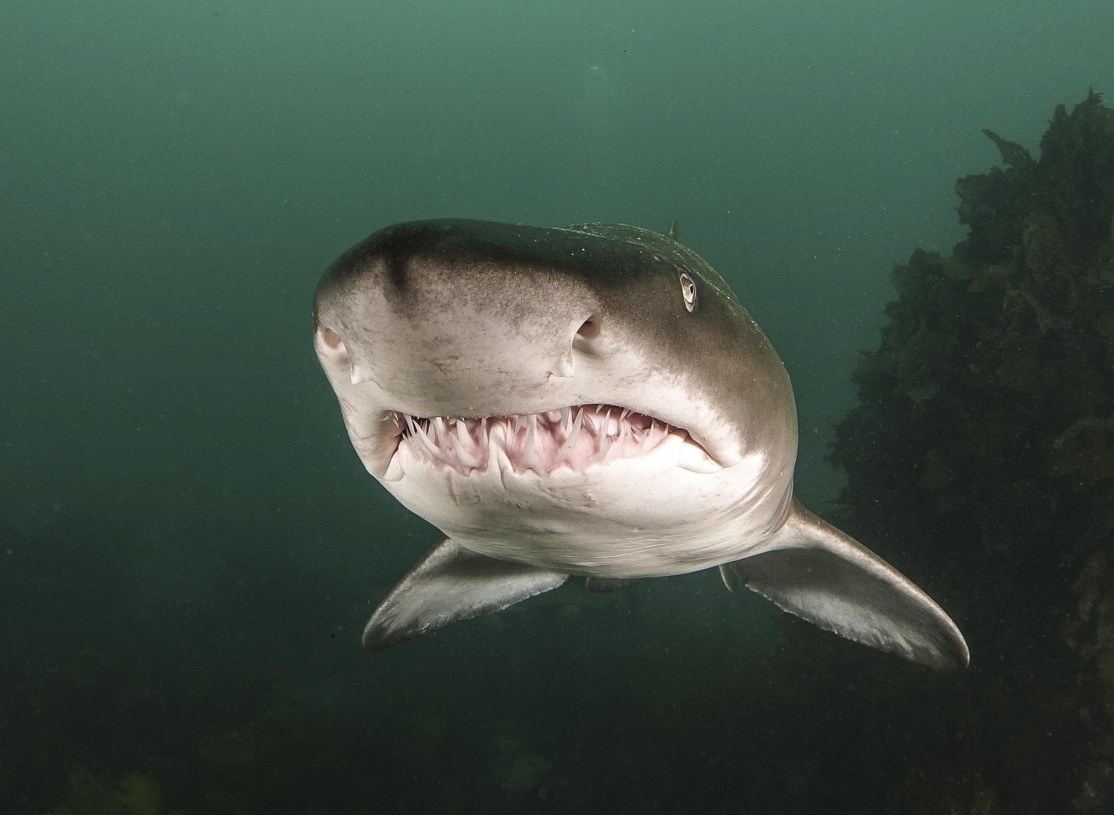 Sand tiger shark looks directly at the camera.
