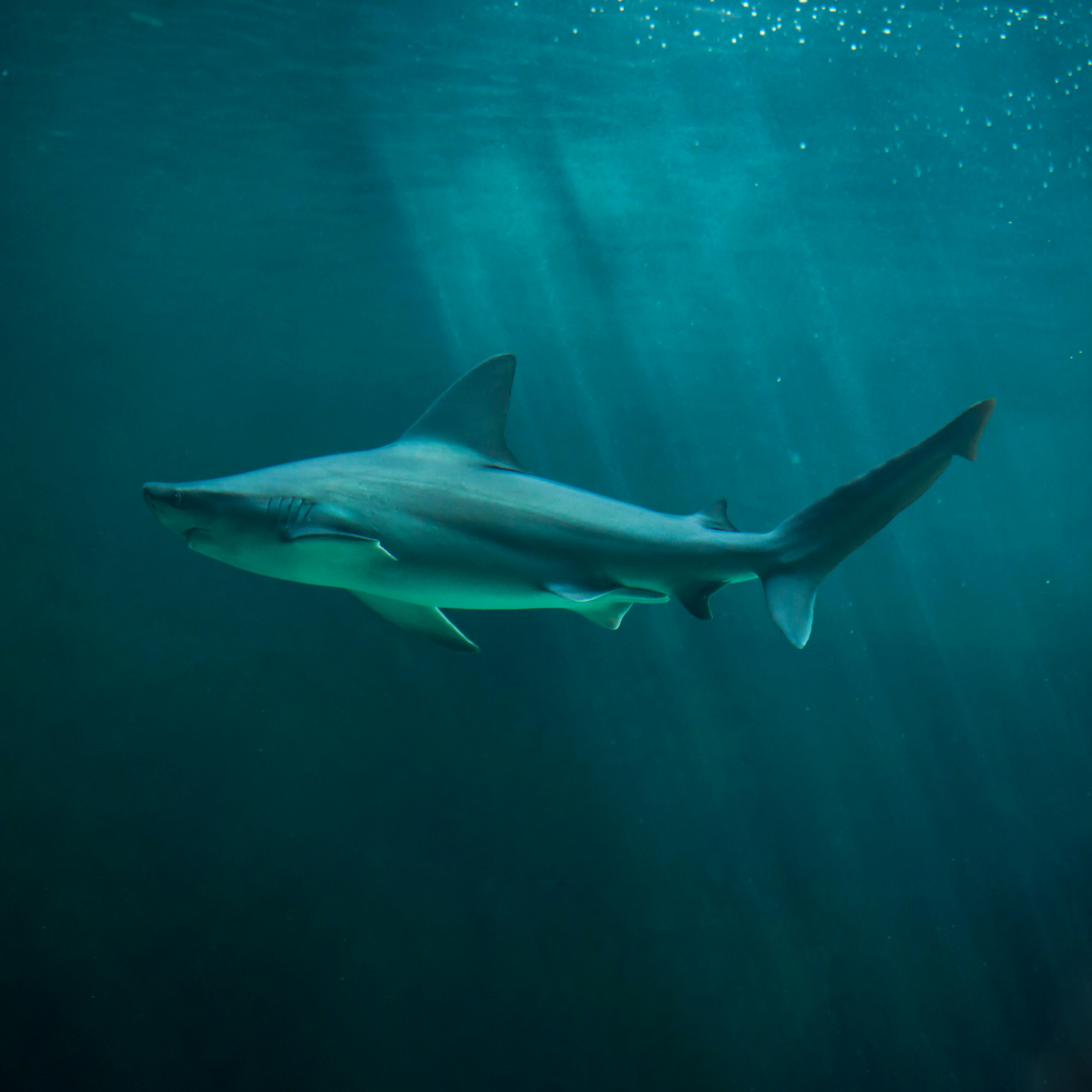 Sandbar shark swimming in a vast ocean.