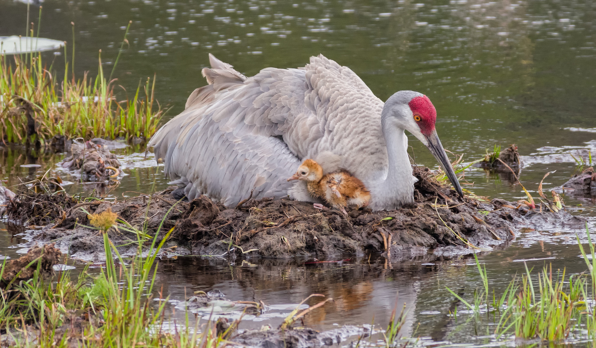 A large gray bird with a red crown nests in an open wetland with a small chick poking out from under its mother.