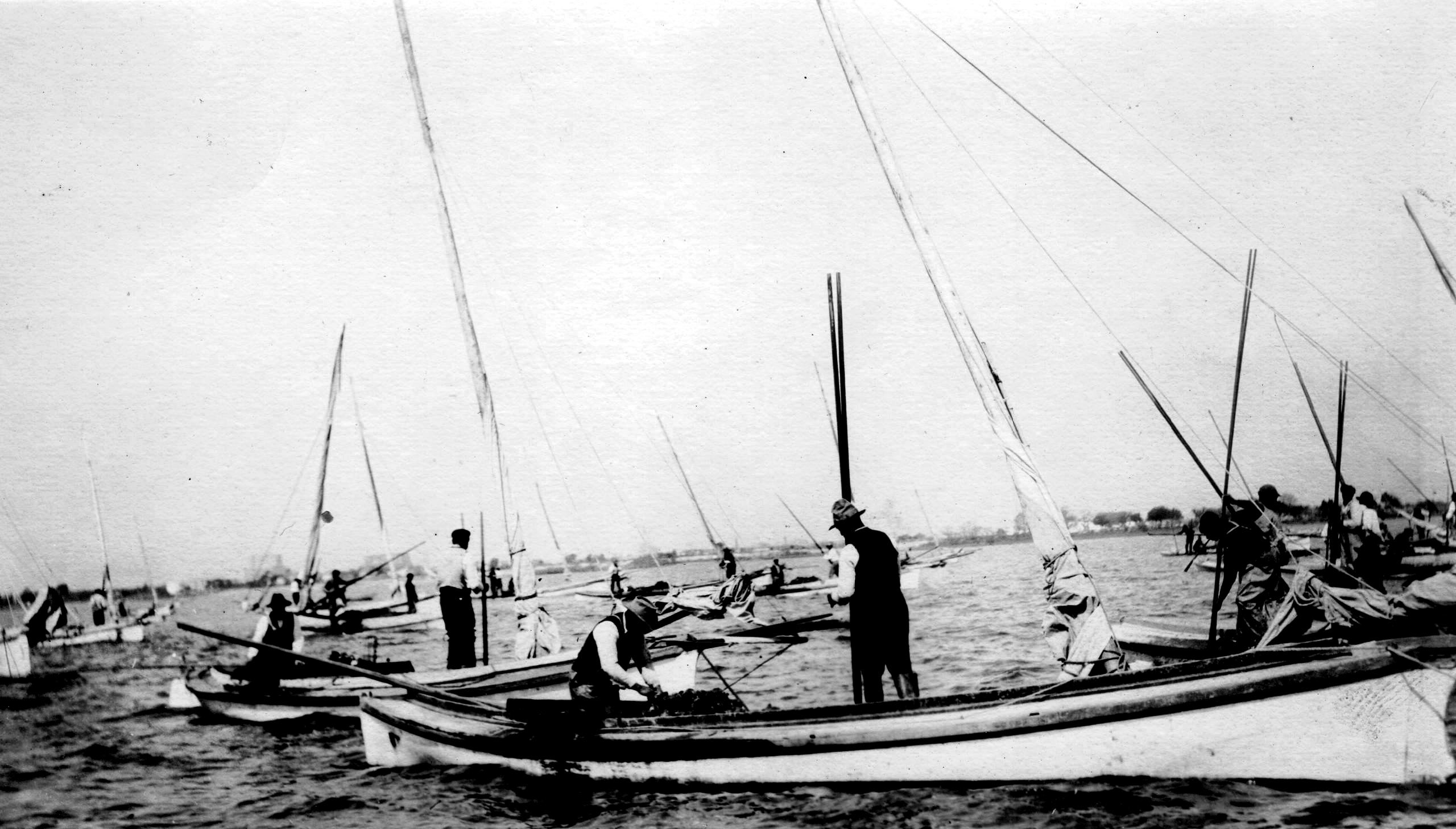 Black and white historical photo showing long, low slung canoe shaped boats gathered closely together. Men standing in the boats use long tongs to harvest oysters.