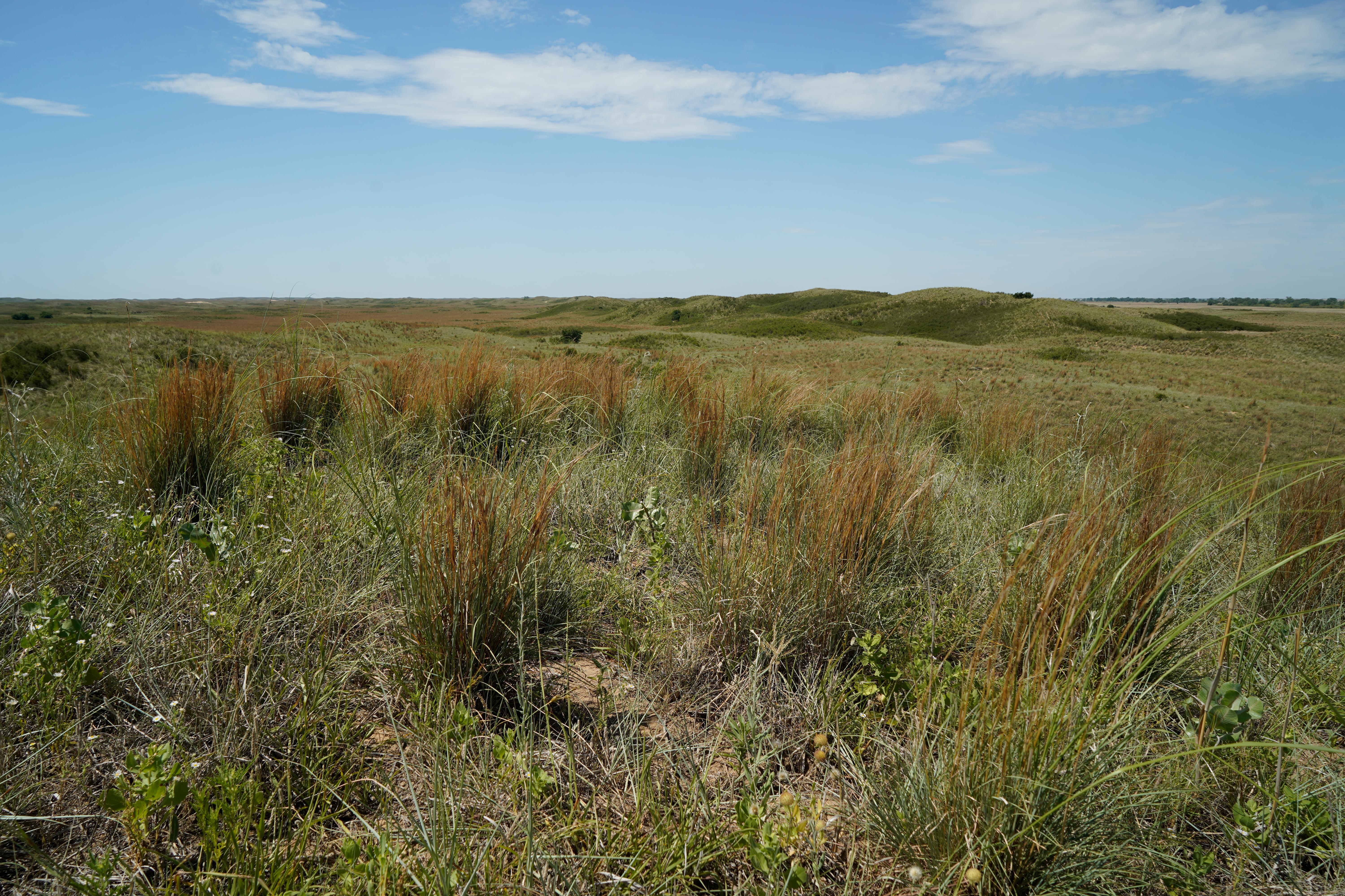 Undulated hills covered in green and brown grass.