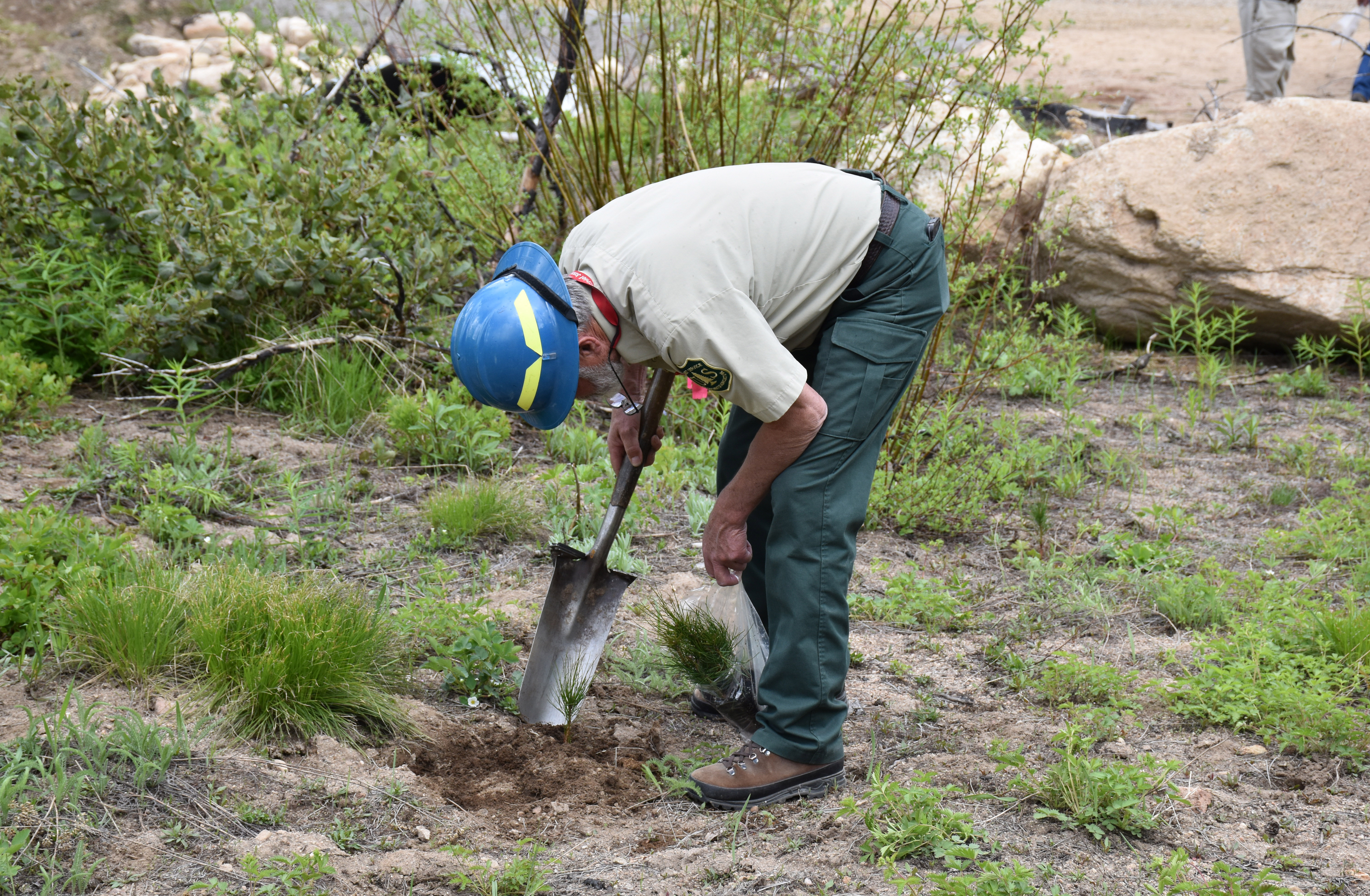  Forest Service employee shovels in dirt around a tree seedling. 