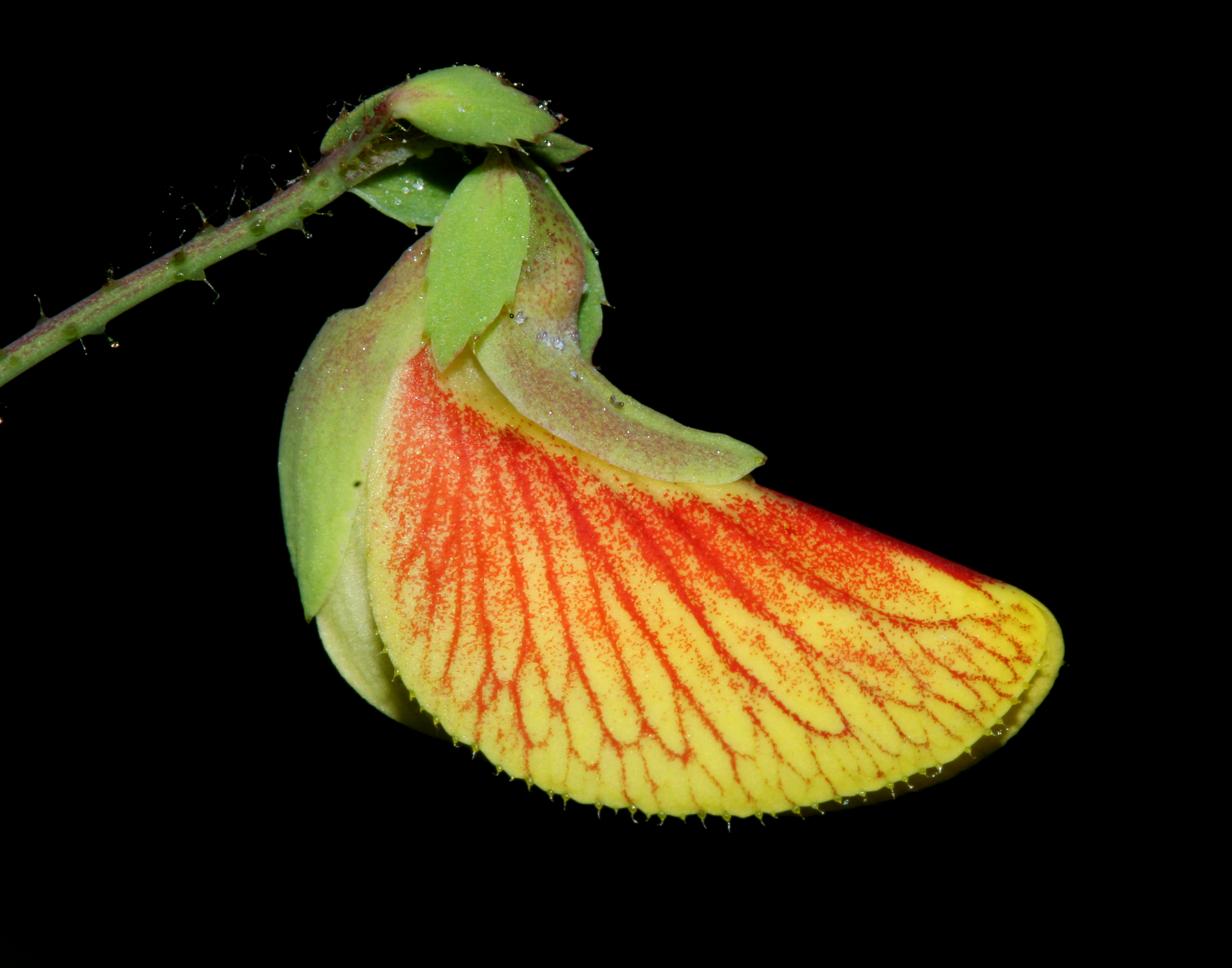 An orange and yellow sensitive joint vetch flower is in front of a black background.