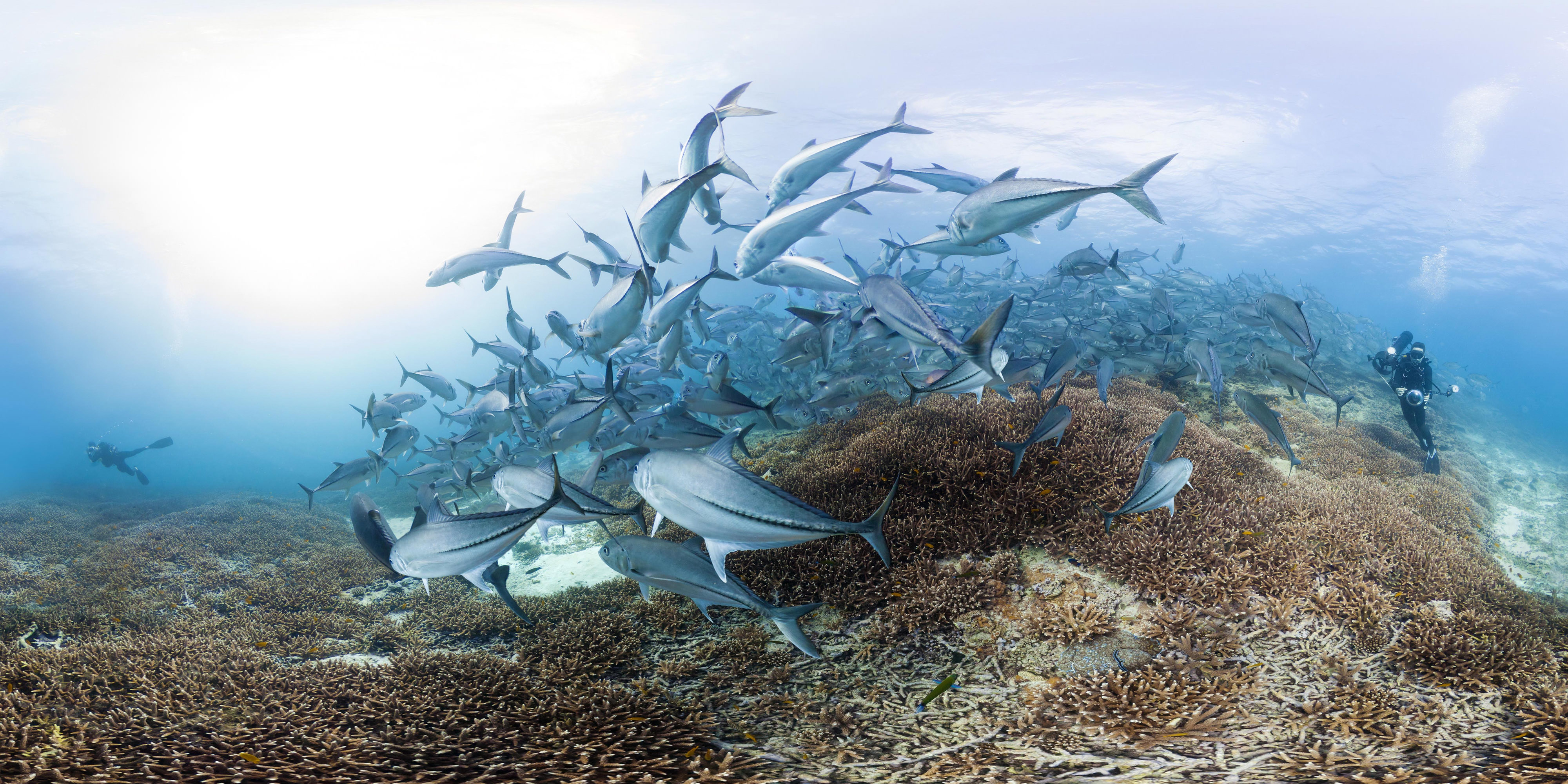 Underwater photo of a school of fish swimming above a reef