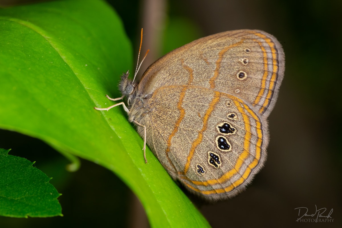 A brown butterfly with yellow stripes and black and yellow eyespots along the edges of the wings.