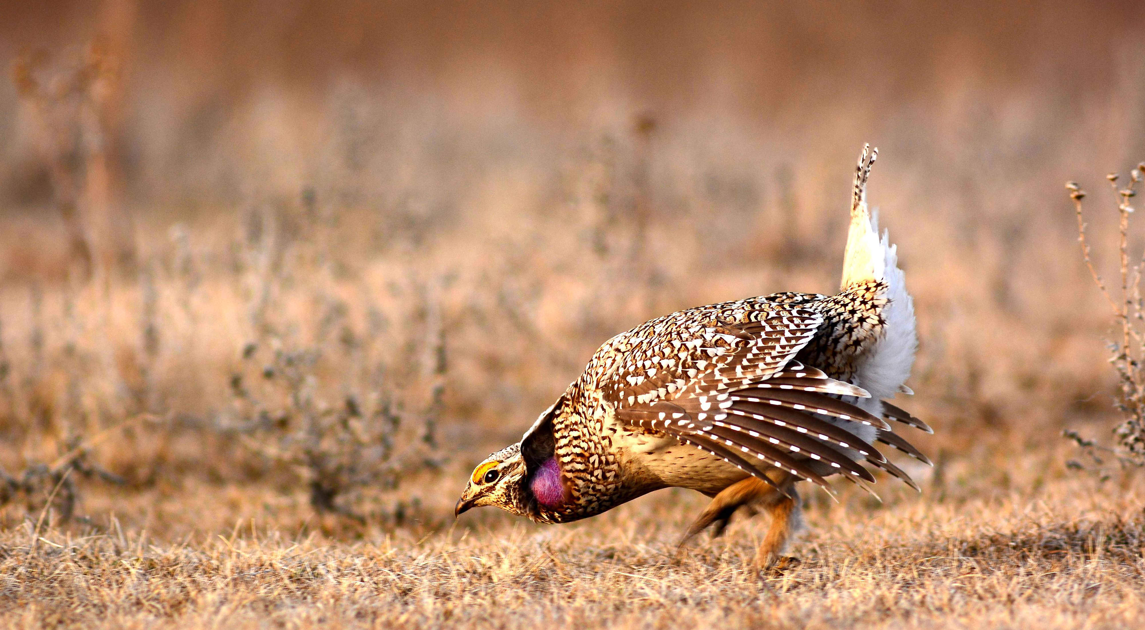 A sharp tailed grouse performing its mating dance.