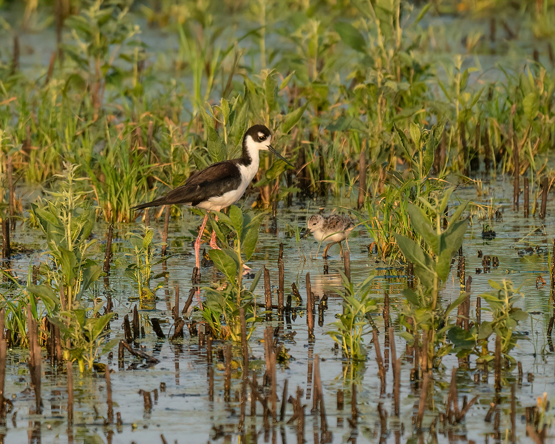 A small white and brown bird stand next to a larger white and brown bird in a marsh.