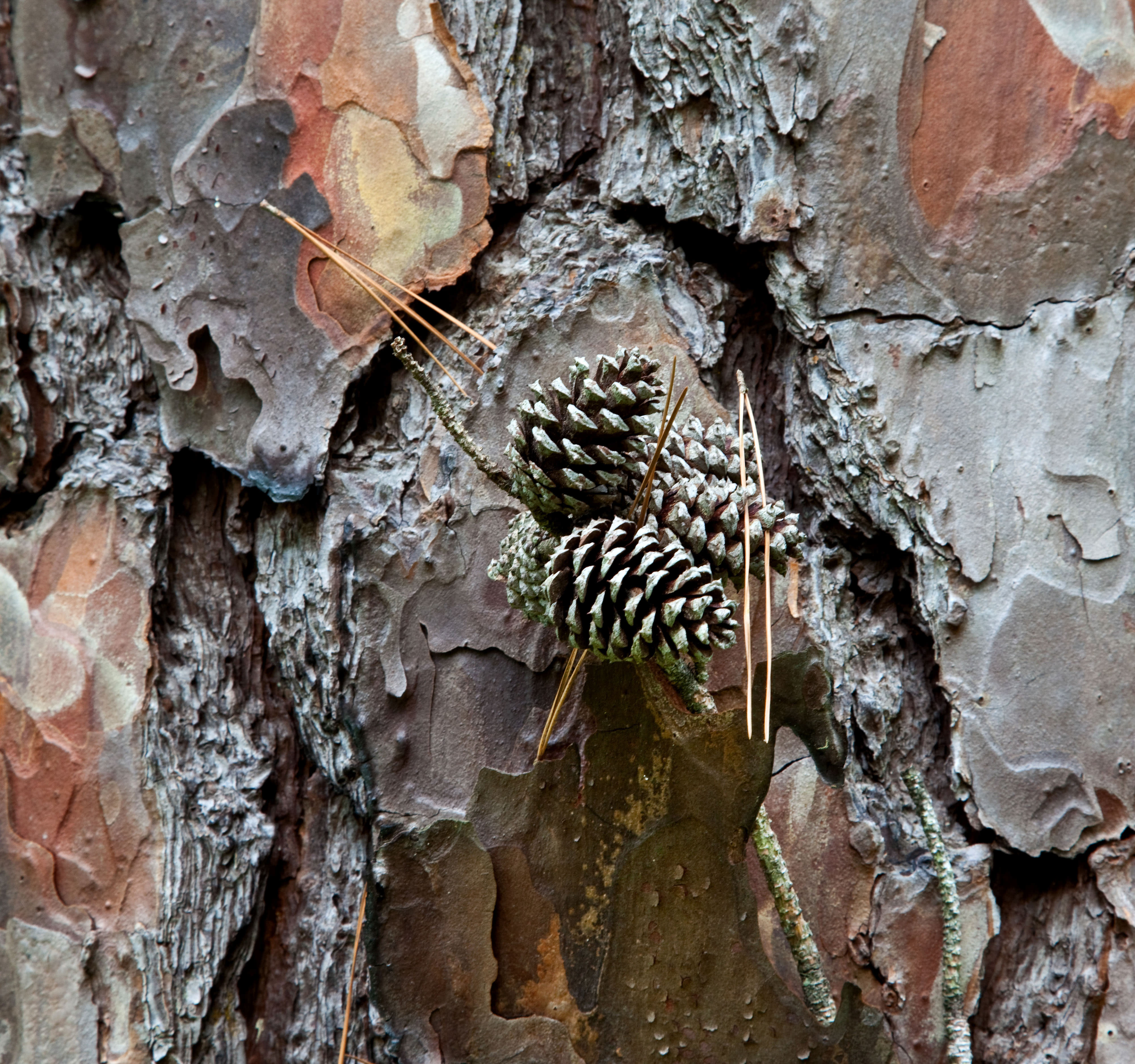 Shortleaf Pine